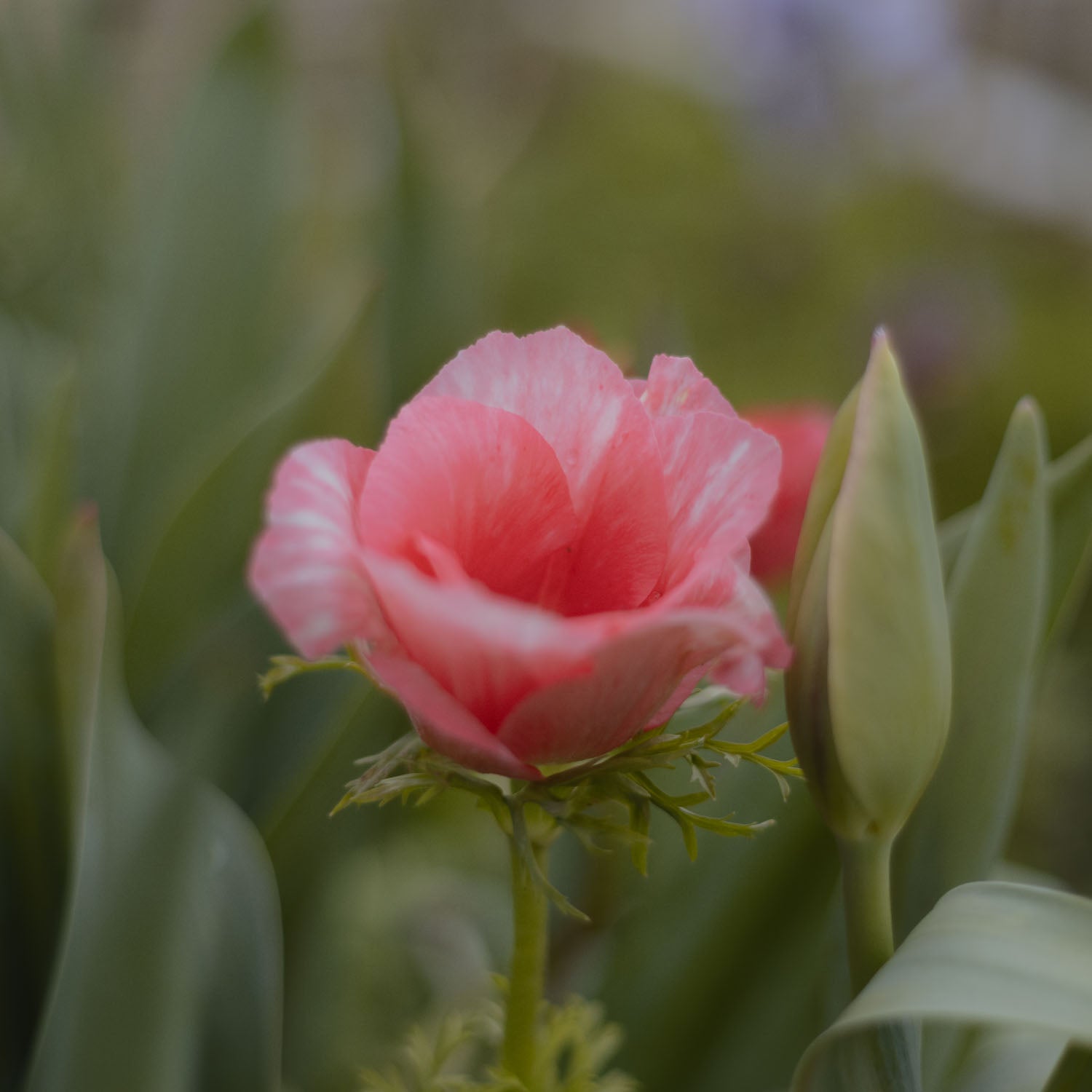 ANEMONE - Salmone Tigrato