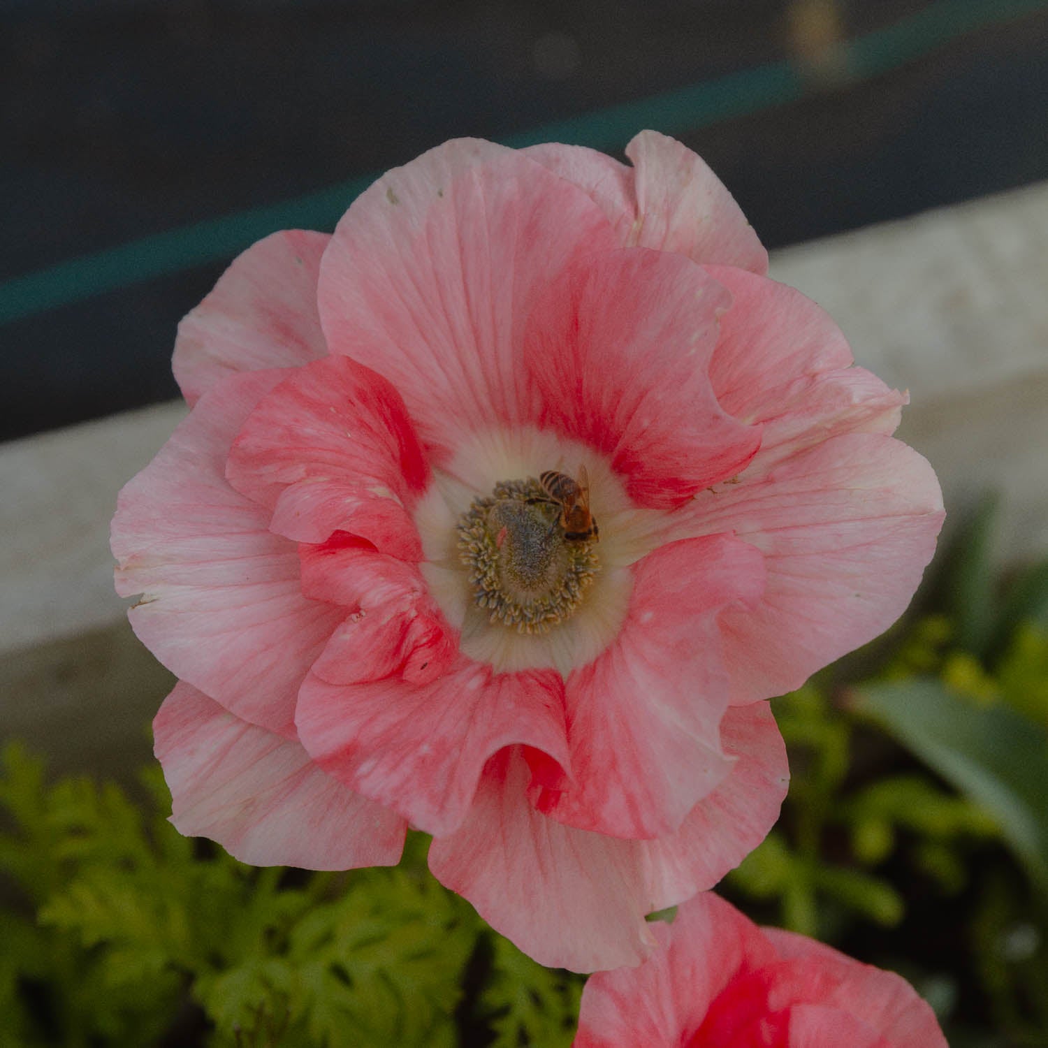 ANEMONE - Salmone Tigrato