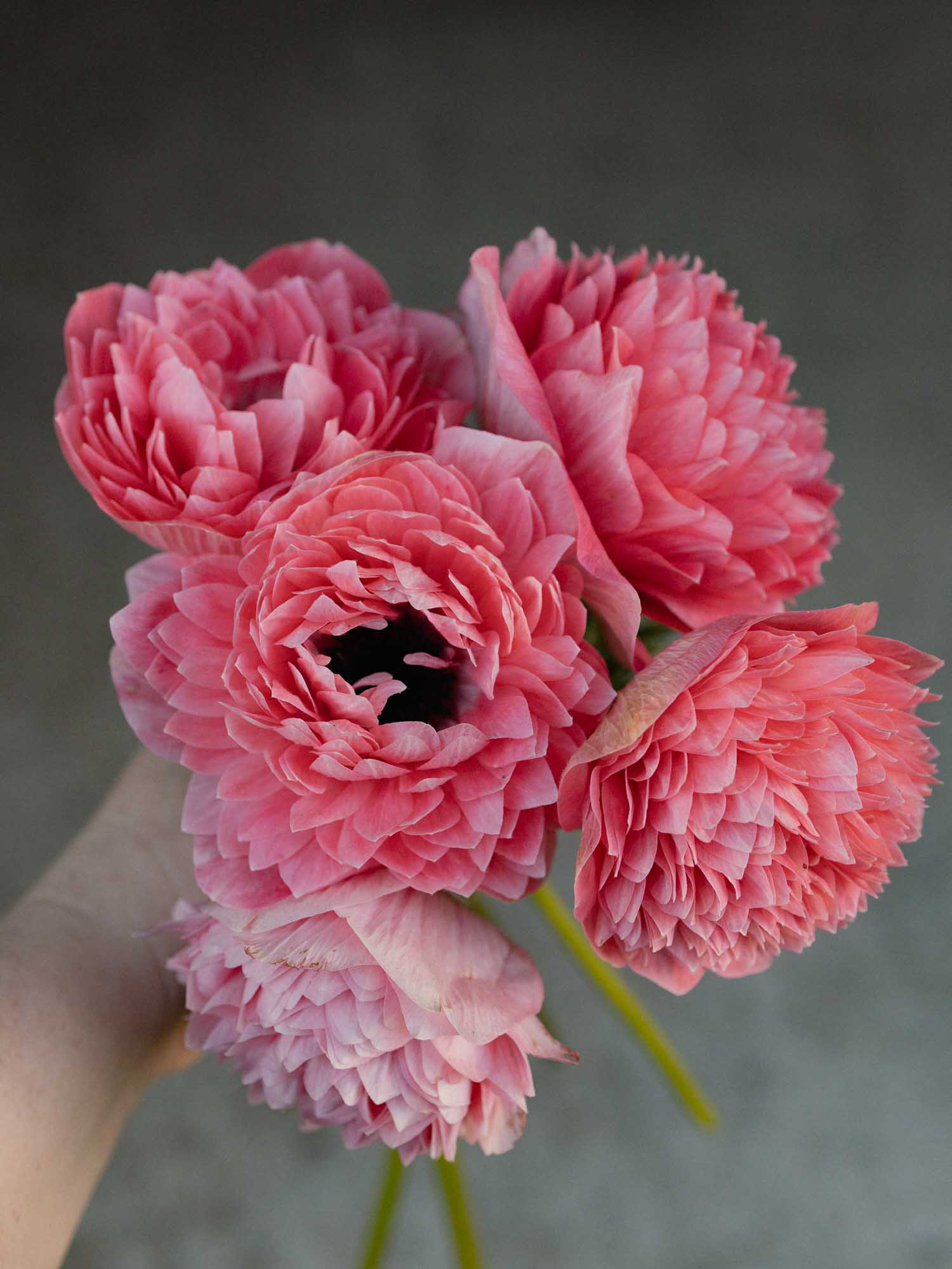 ANEMONE - Levante Rosa