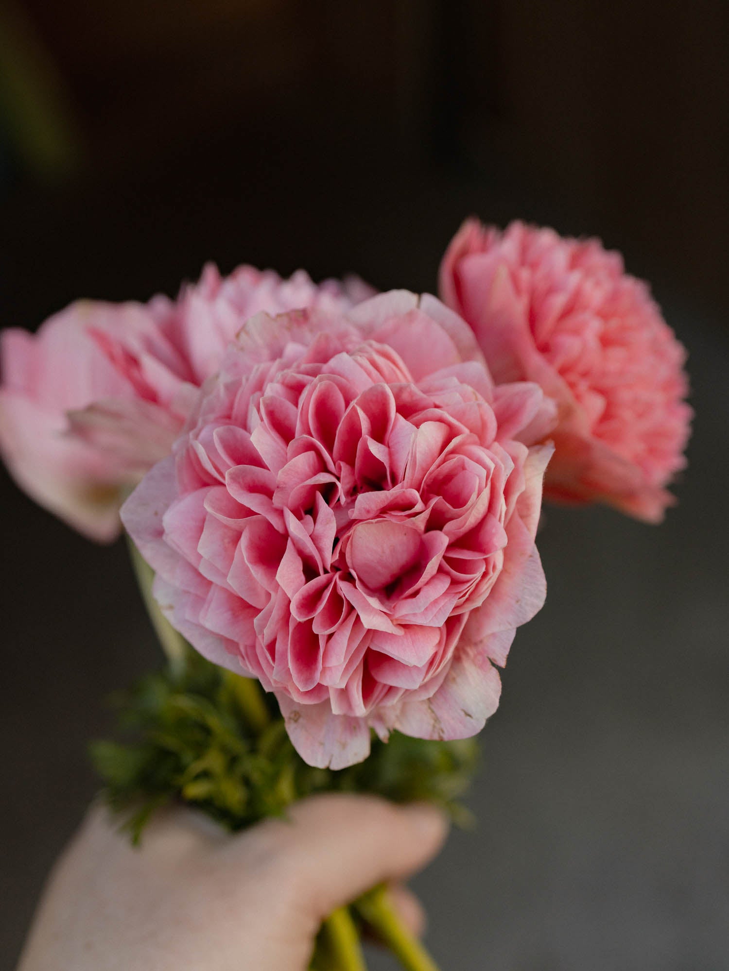ANEMONE - Levante Rosa - SEEDS