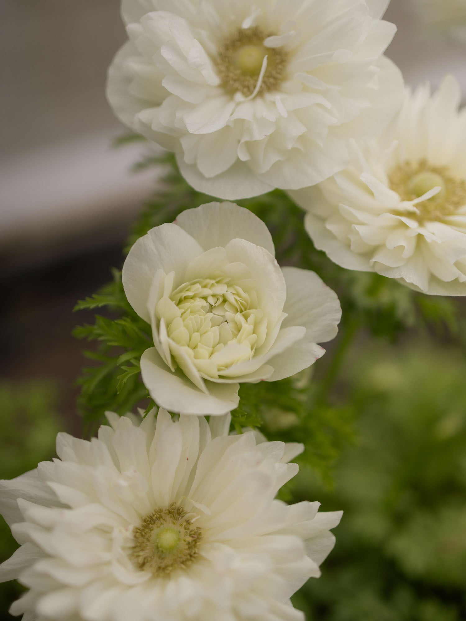 ANEMONE - Levante Bianco