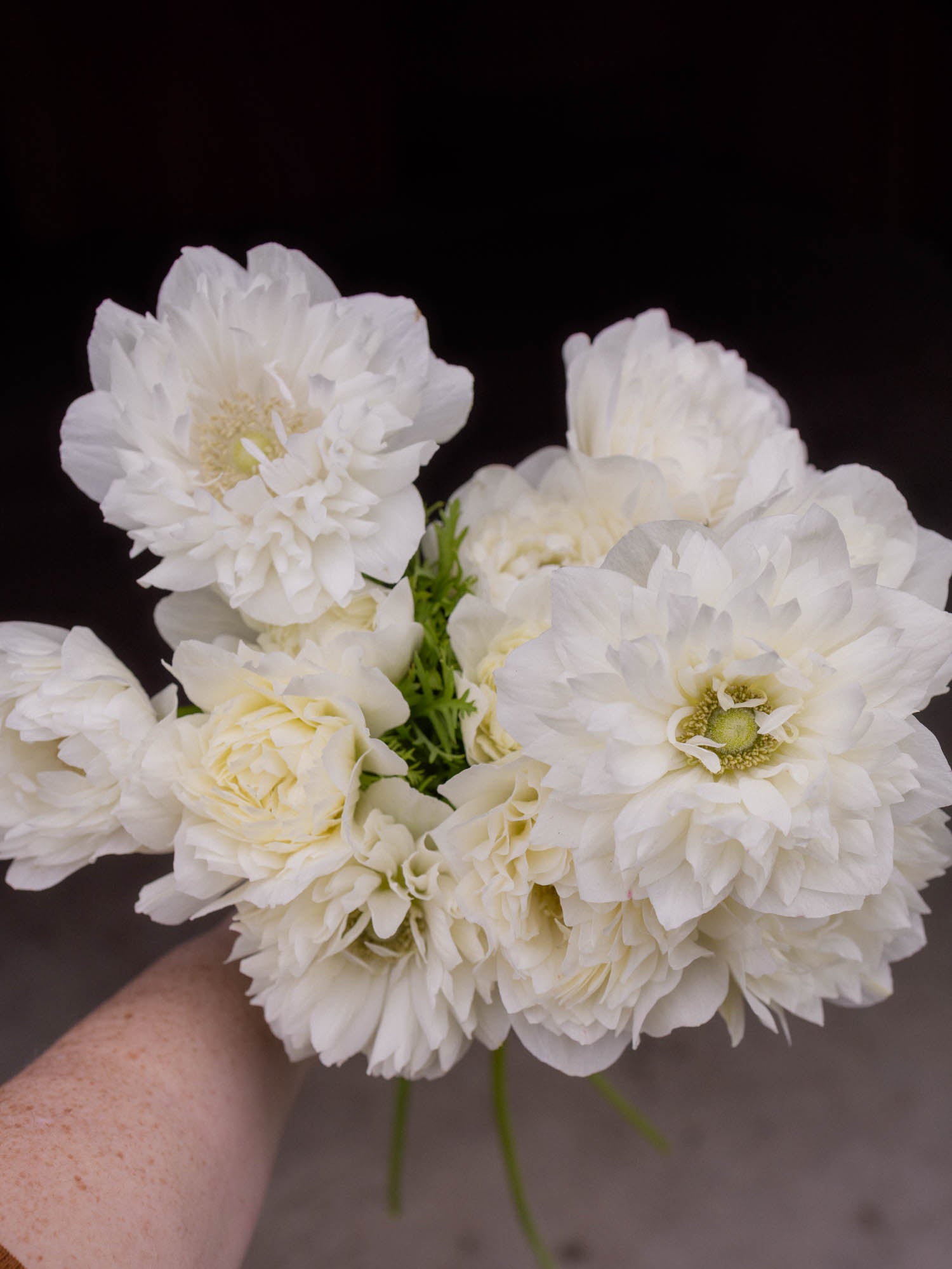ANEMONE - Levante Bianco