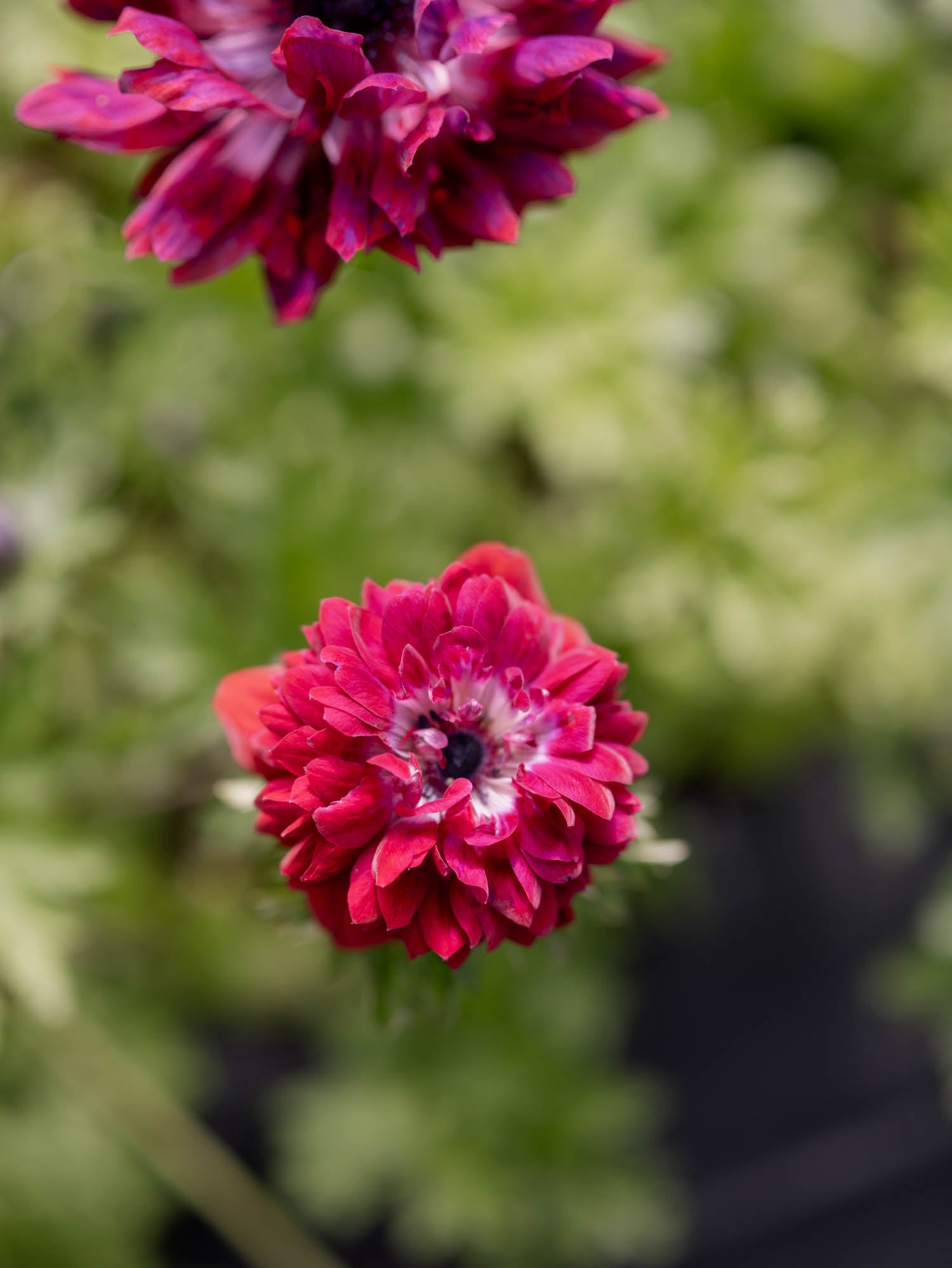 ANEMONE - Levante Wine