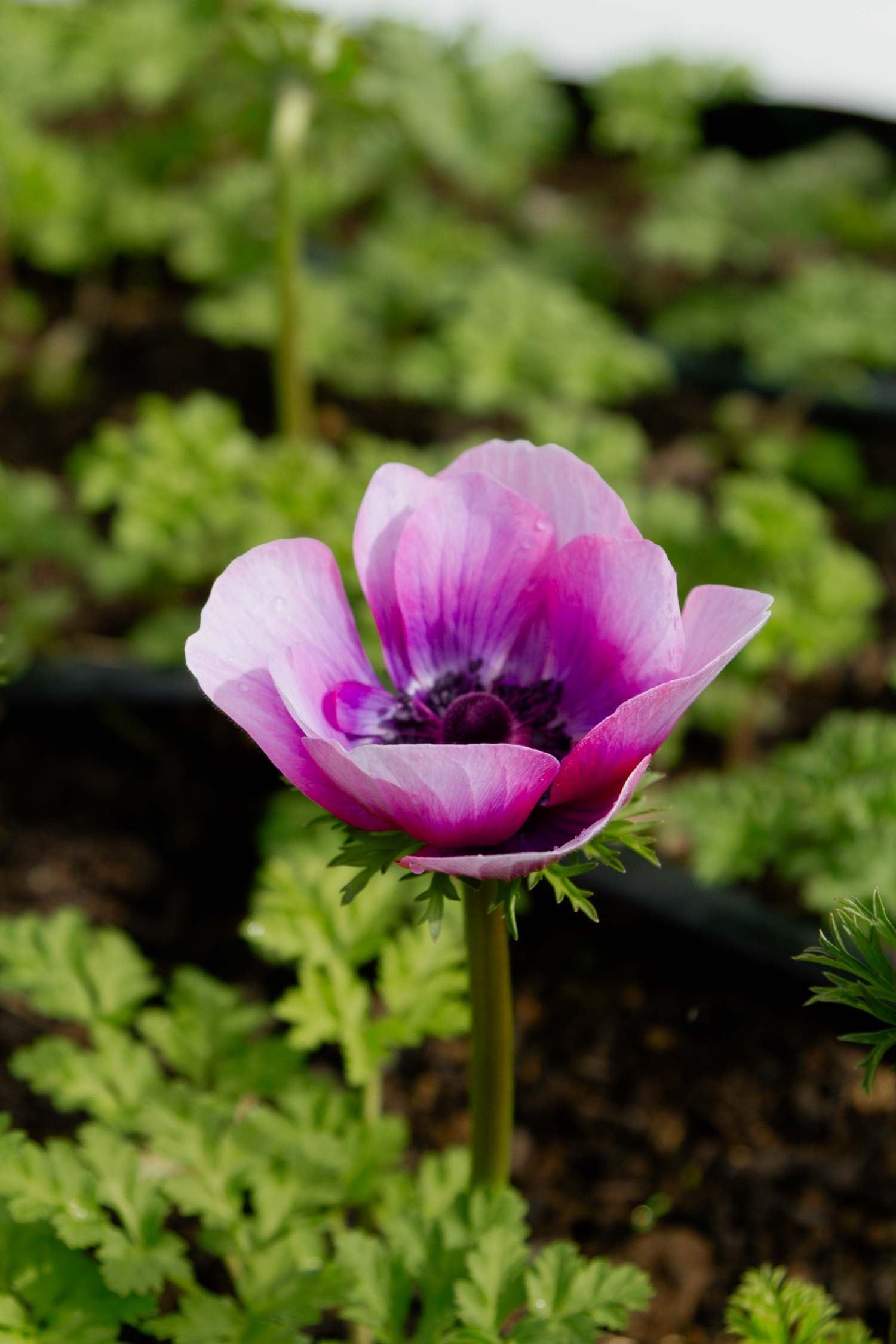 ANEMONE - Mona Lisa Wine White- PLANTS