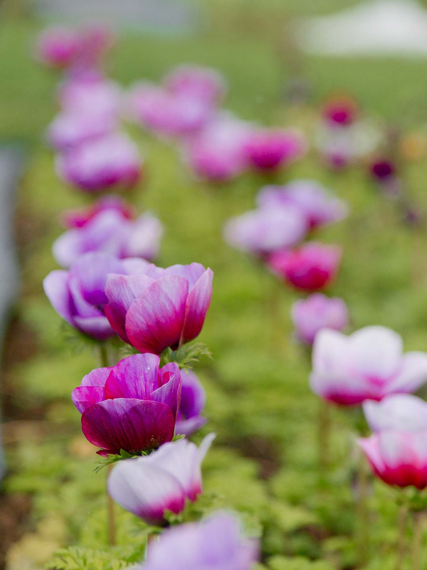ANEMONE - Mona Lisa Wine White- PLANTS