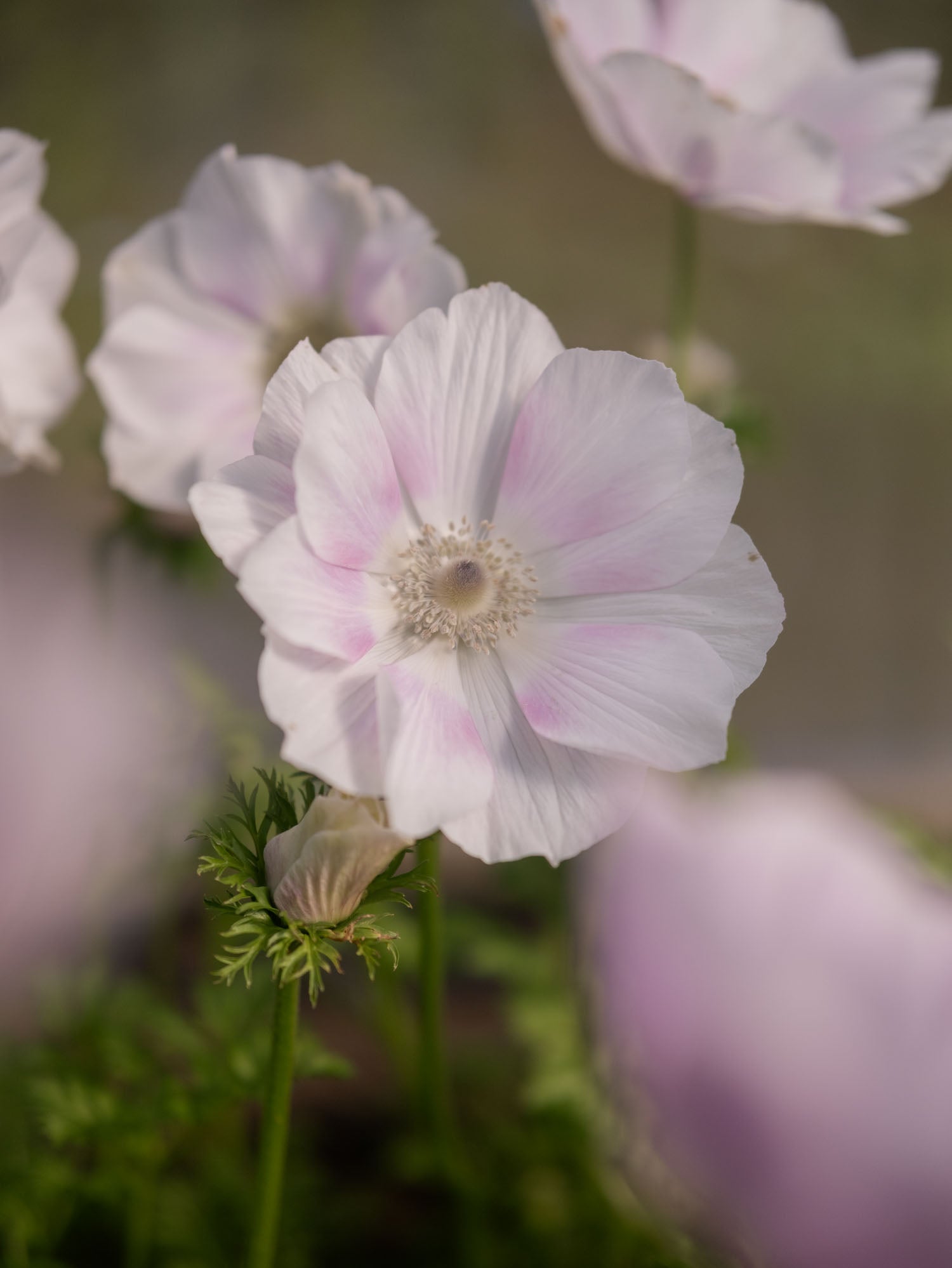 ANEMONE - Pale - SEEDS