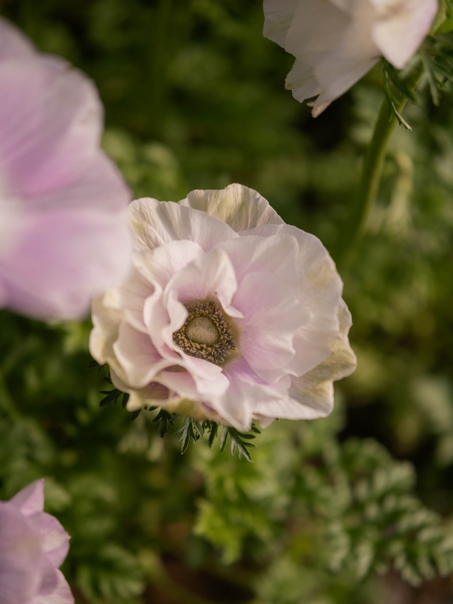 ANEMONE - Pale - SEEDS