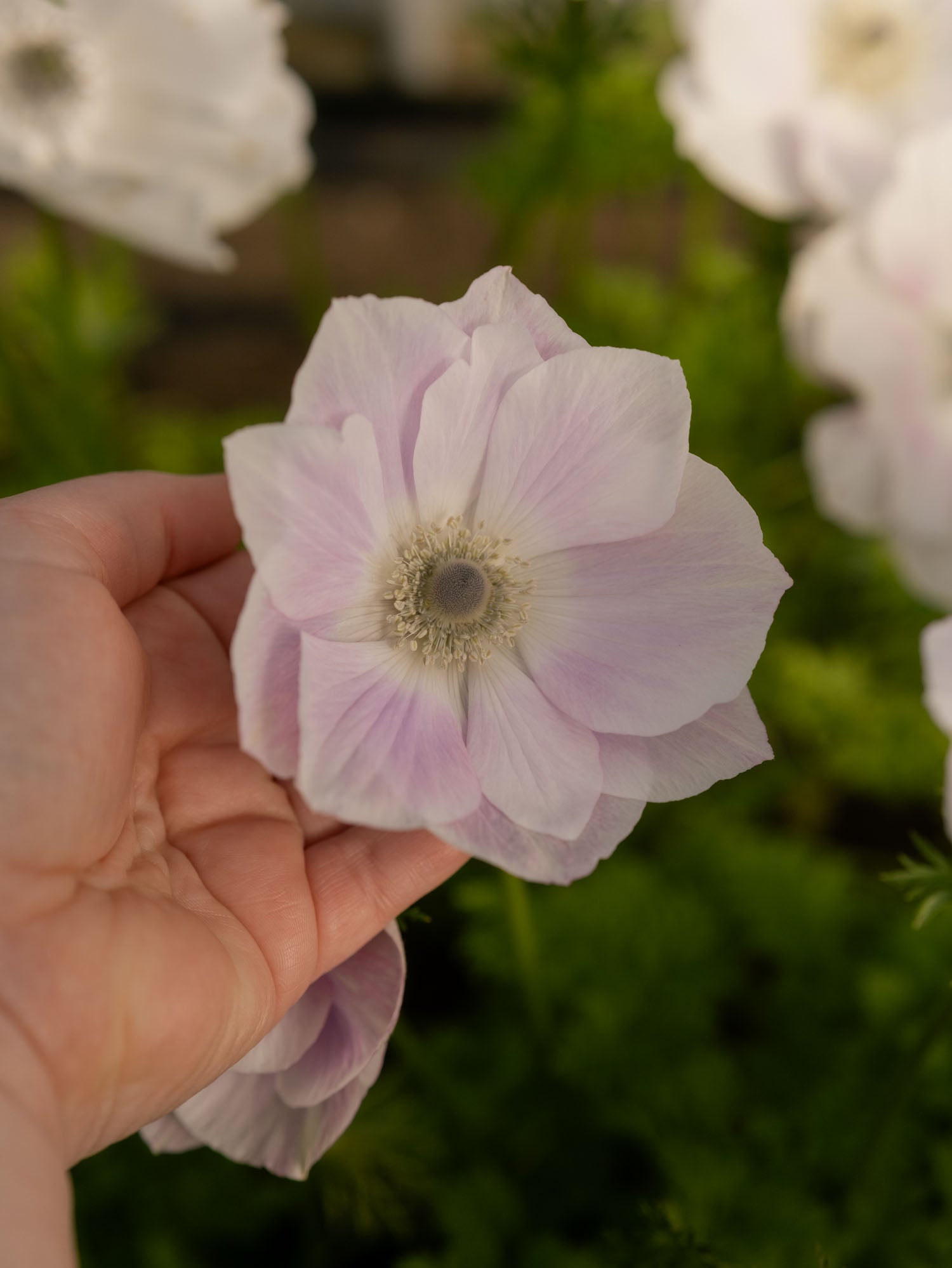 ANEMONE - Pale - SEEDS