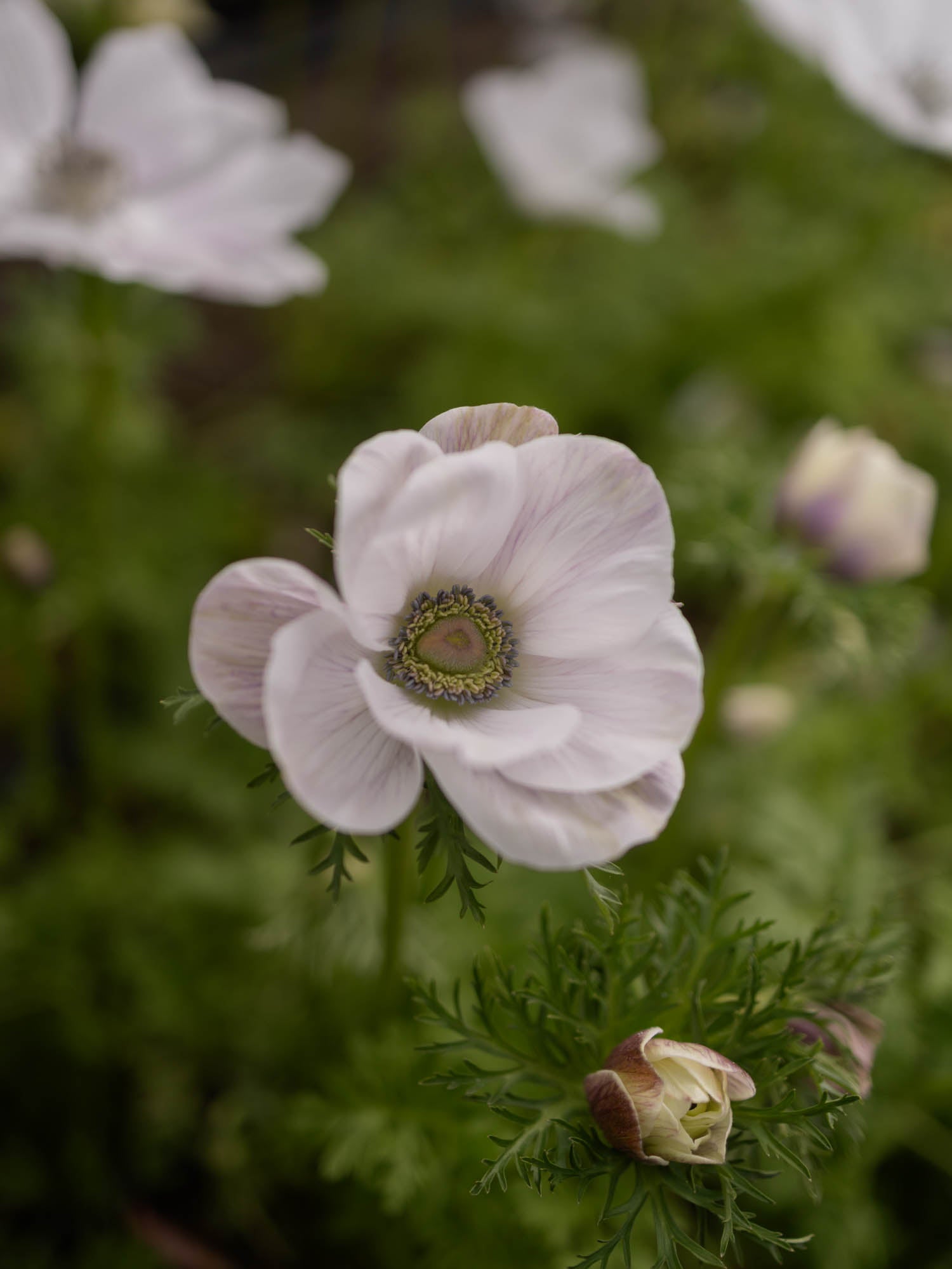 ANEMONE - Pale - SEEDS