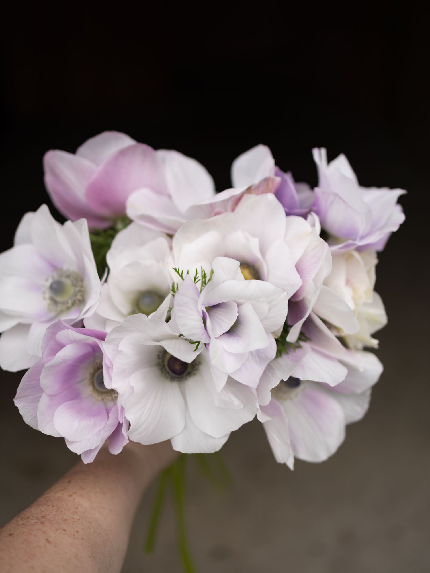 ANEMONE - Pale - SEEDS