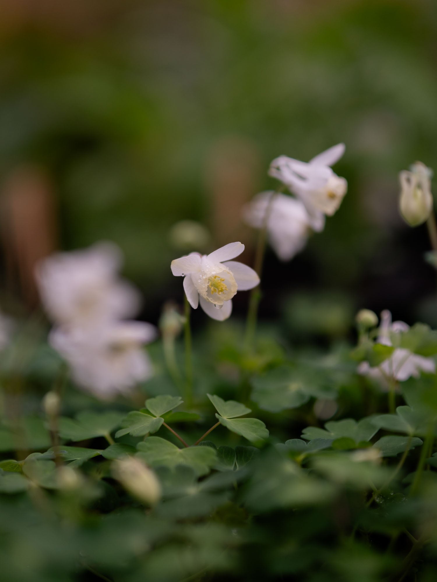 AQUILEGIA - Cameo White - PLANTS