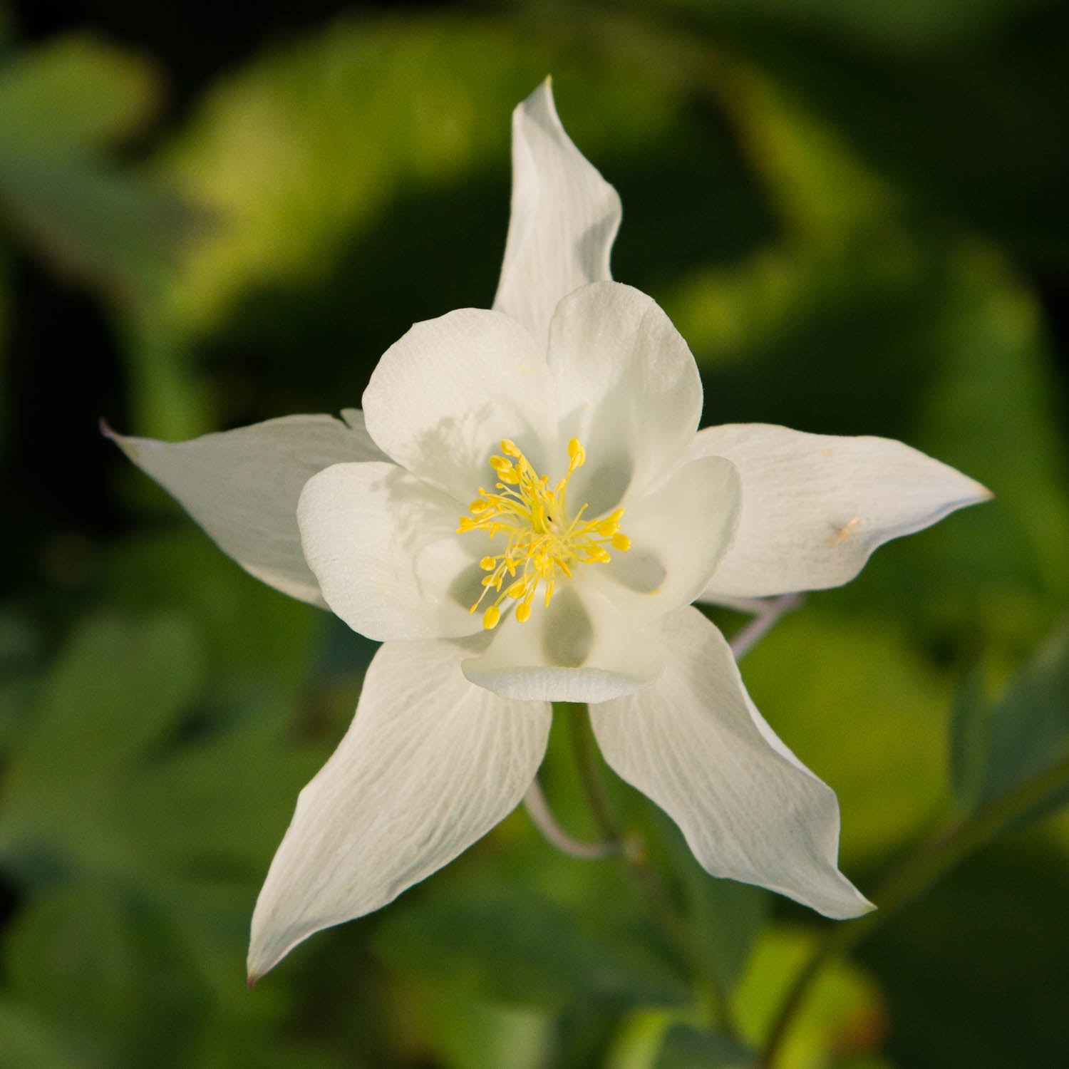 AQUILEGIA - Kristall - PLANTS