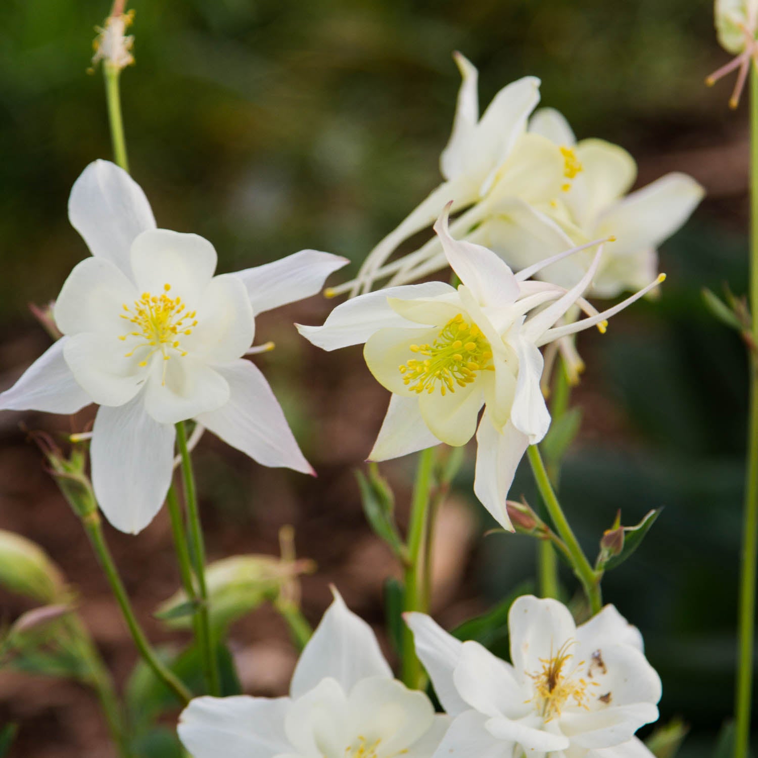 AQUILEGIA - Kristall - PLANTS