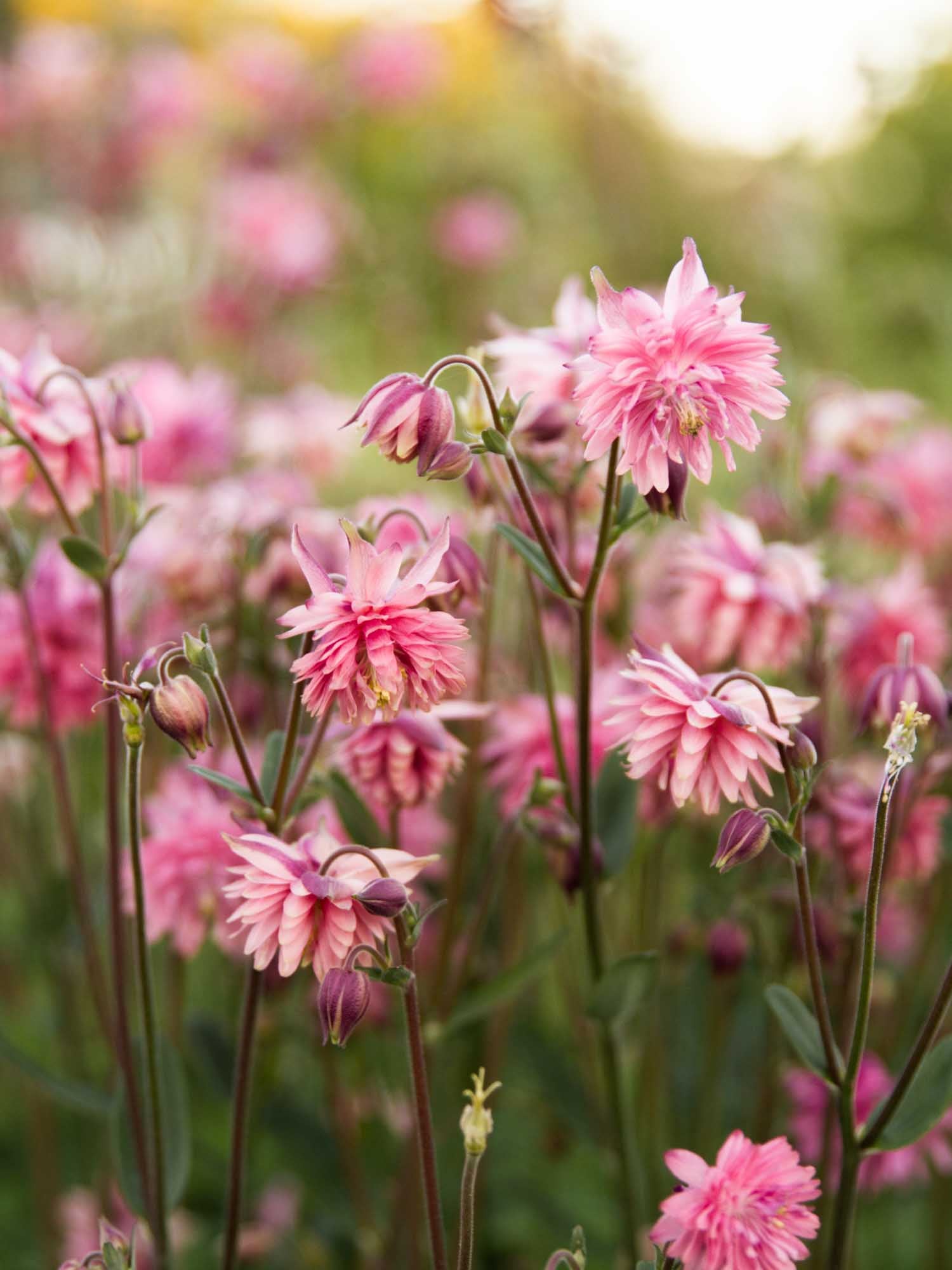 AQUILEGIA - Rose Barlow - PLANTS