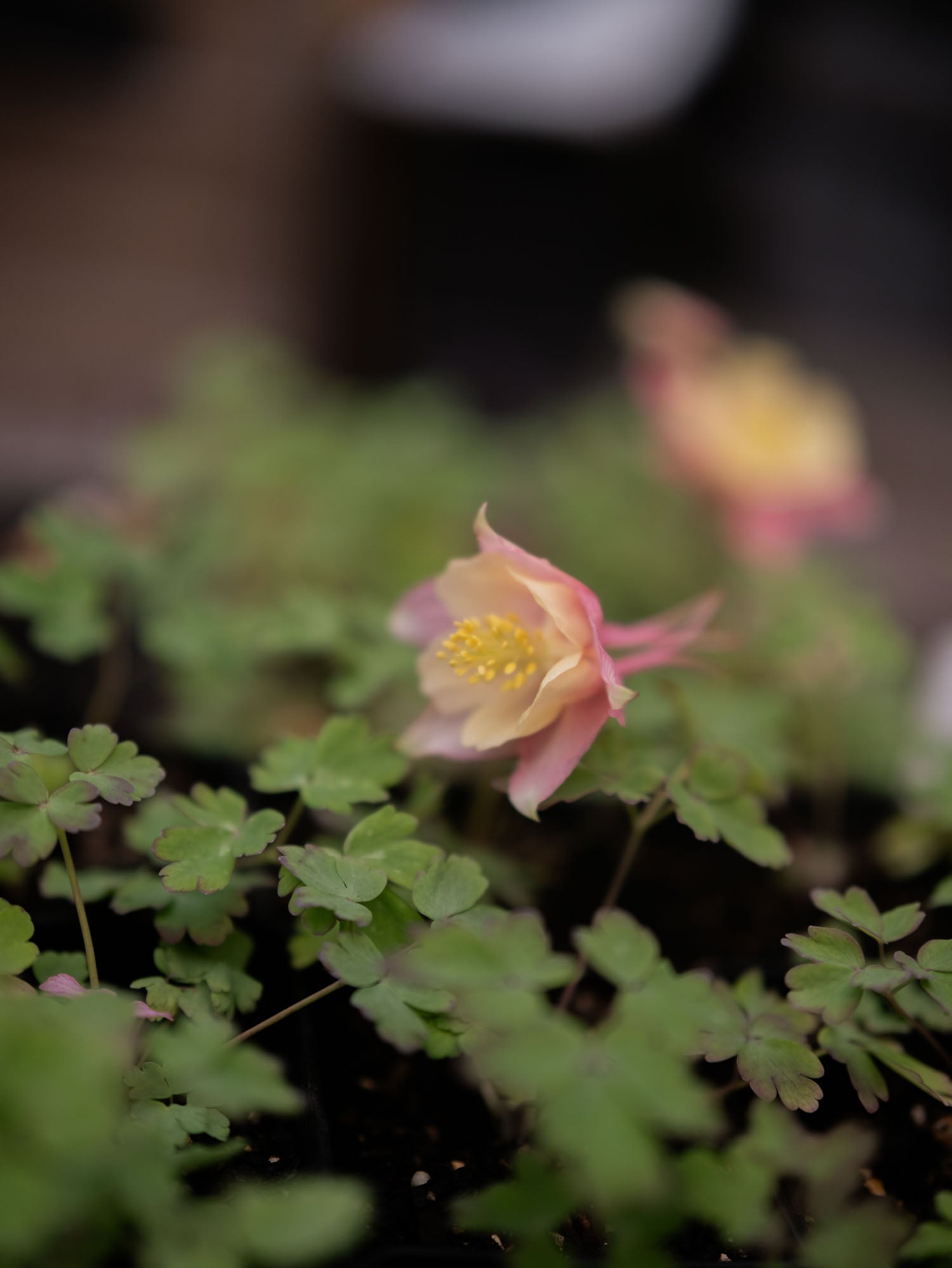 AQUILEGIA - Swan Pink-Yellow  - PLANTS