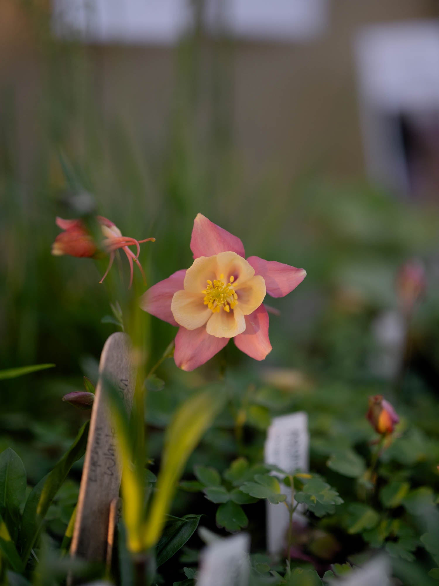 AQUILEGIA - Swan Pink-Yellow  - PLANTS