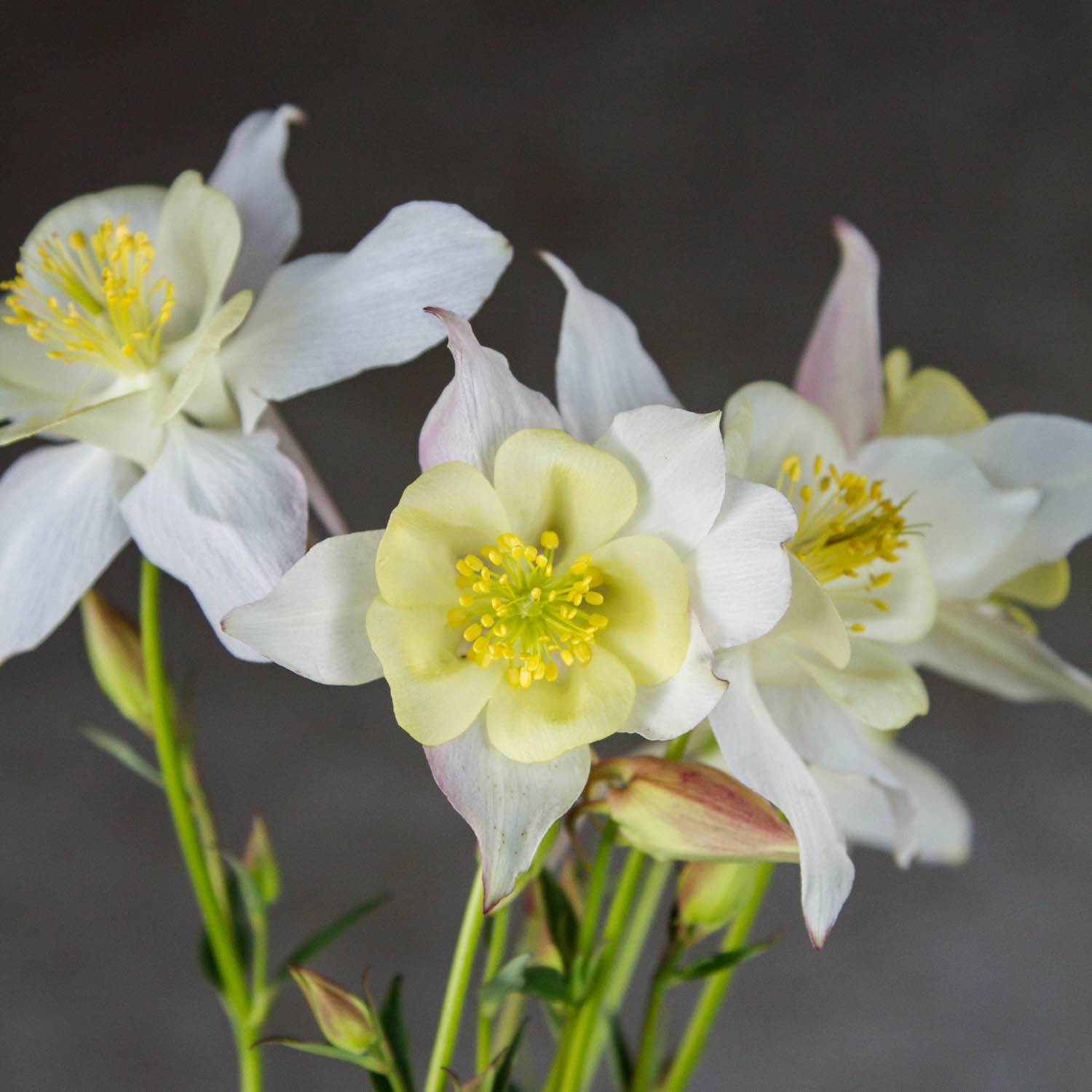 AQUILEGIA - Kristall - PLANTS