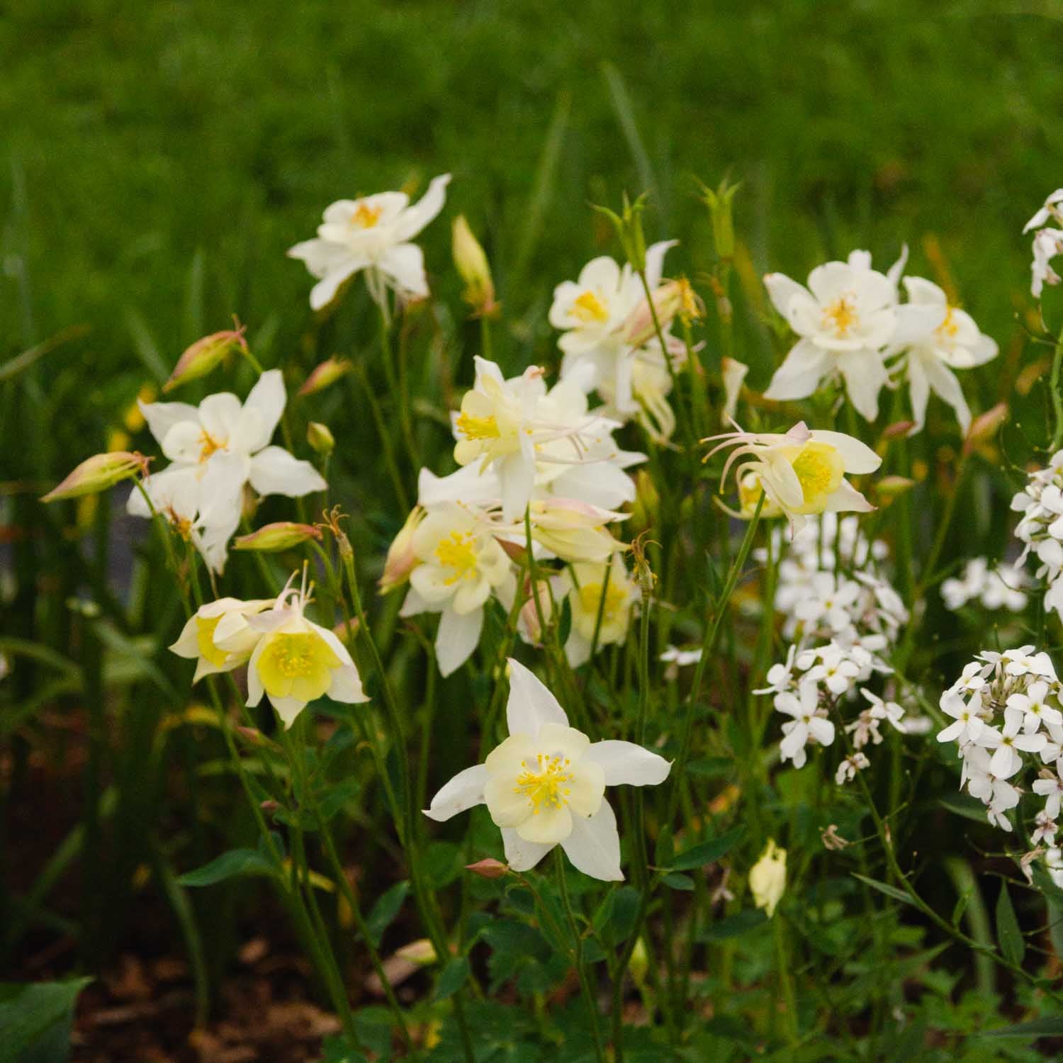 AQUILEGIA - Kristall - PLANTS