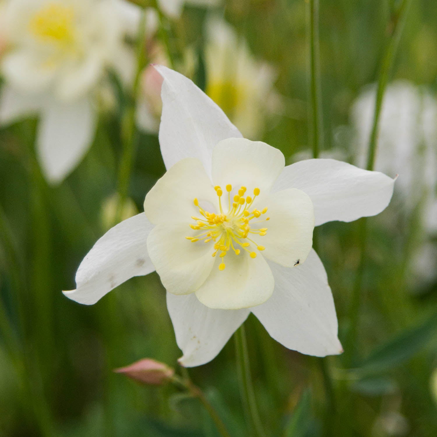 AQUILEGIA - Kristall - PLANTS