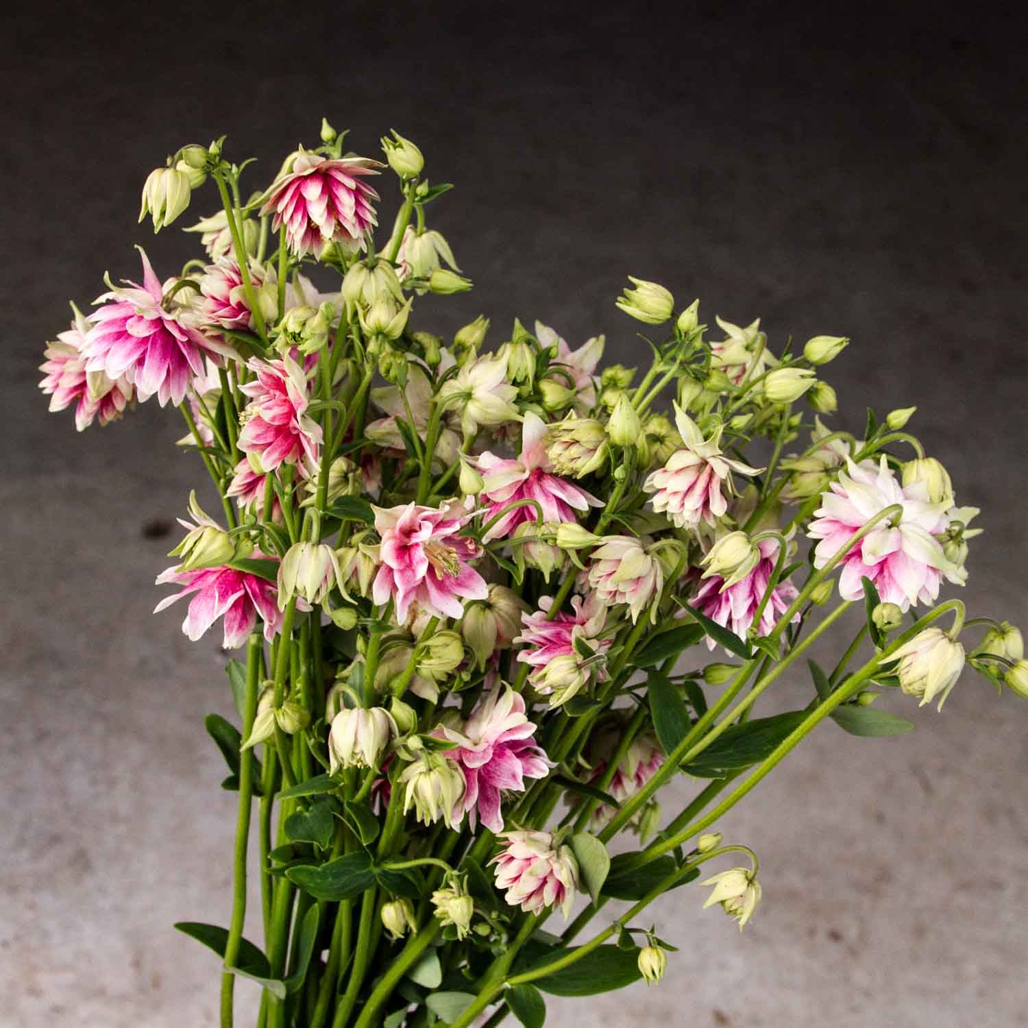 AQUILEGIA - Nora Barlow - PLANTS