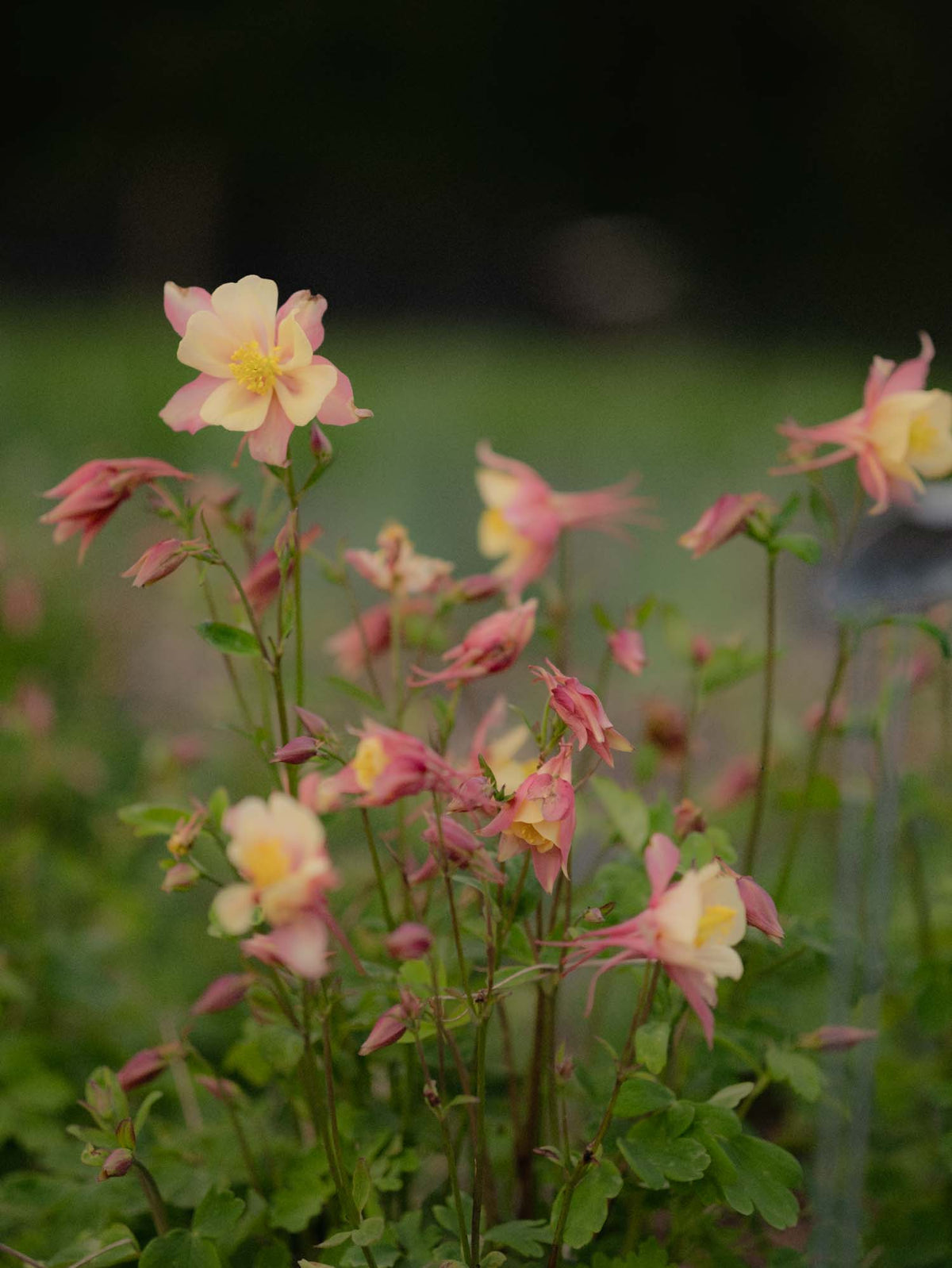 AQUILEGIA - Swan Pink-Yellow  - PLANTS