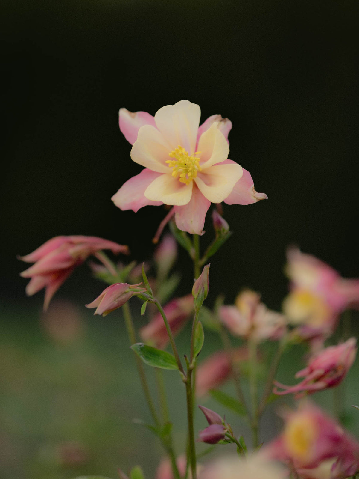 AQUILEGIA - Swan Pink-Yellow  - PLANTS