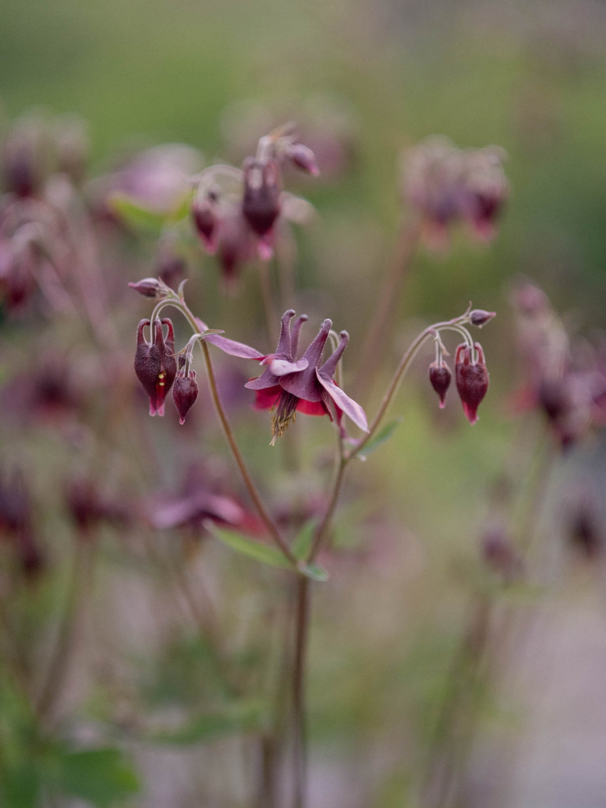 AQUILEGIA atrata - PLANTS