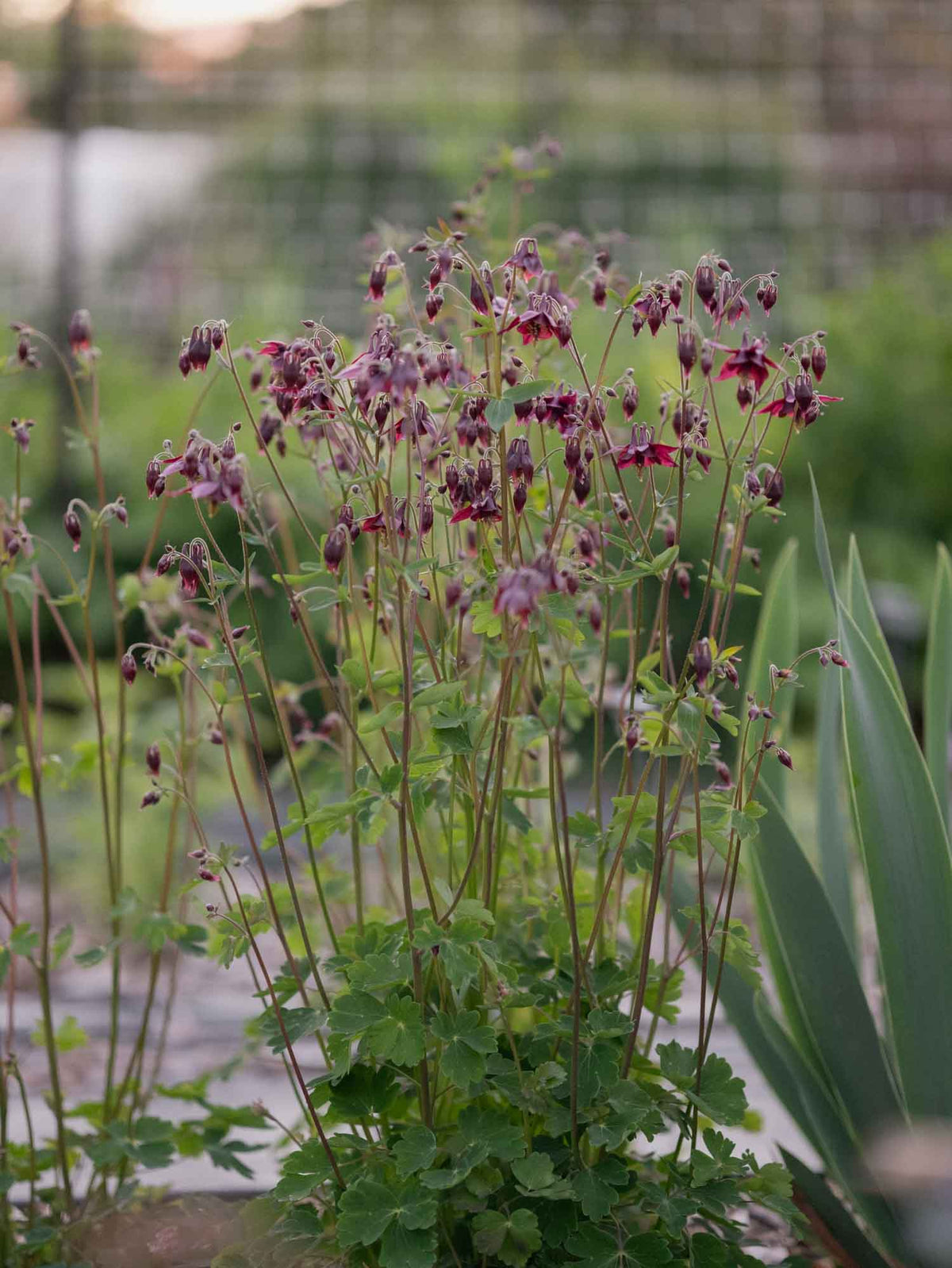 AQUILEGIA atrata - PLANTS