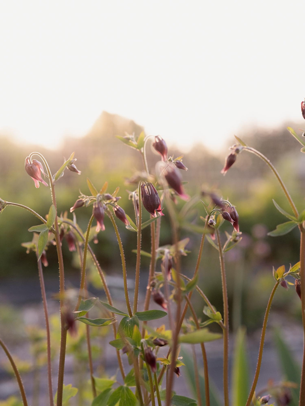 AQUILEGIA atrata - PLANTS