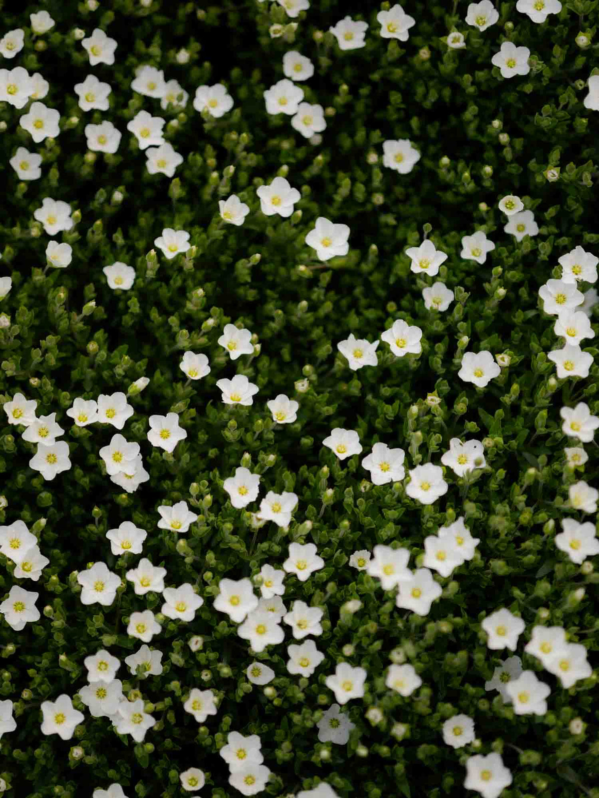 ARENARIA - Montana - PLANTS