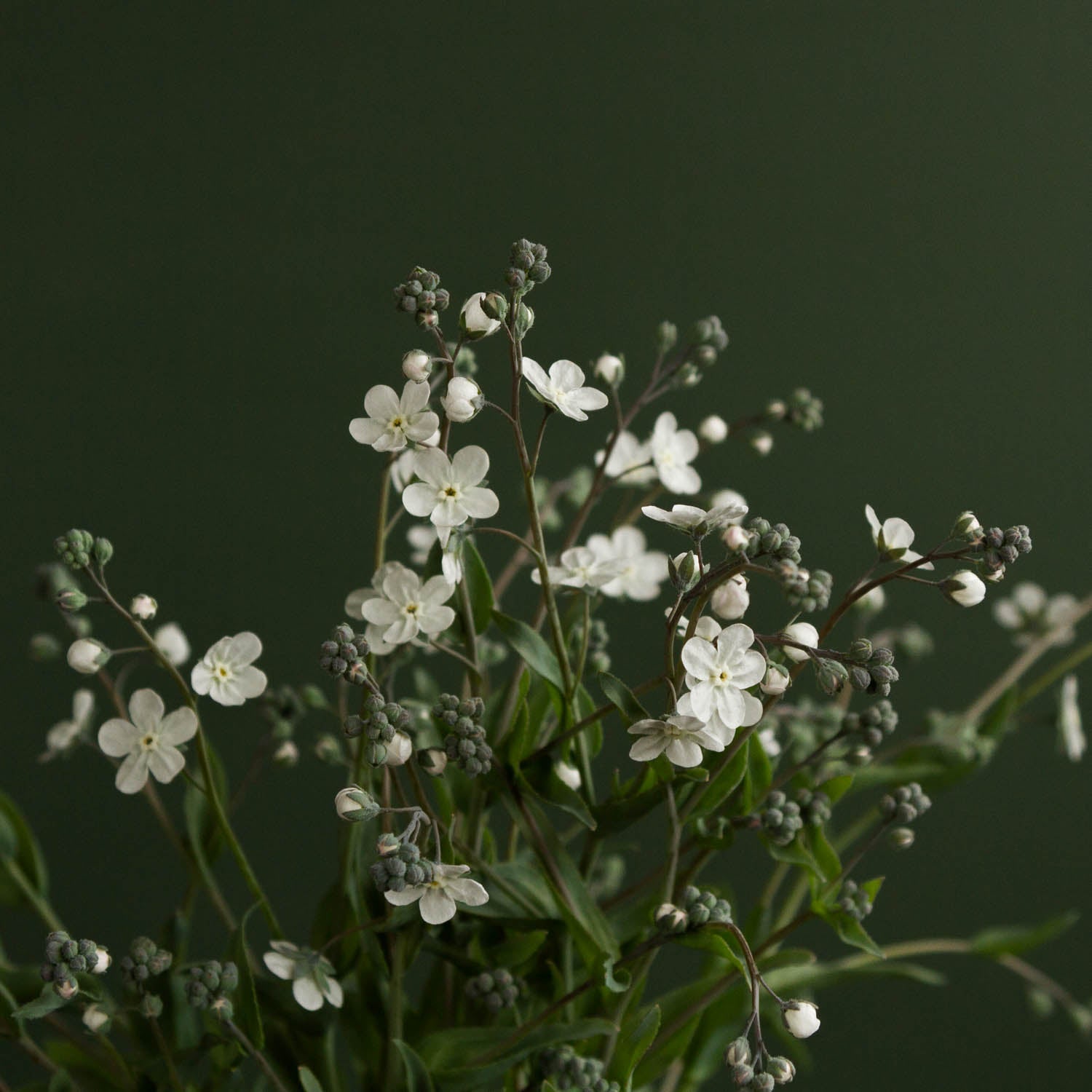 FORGET ME NOT - Argentine White - PLANTS