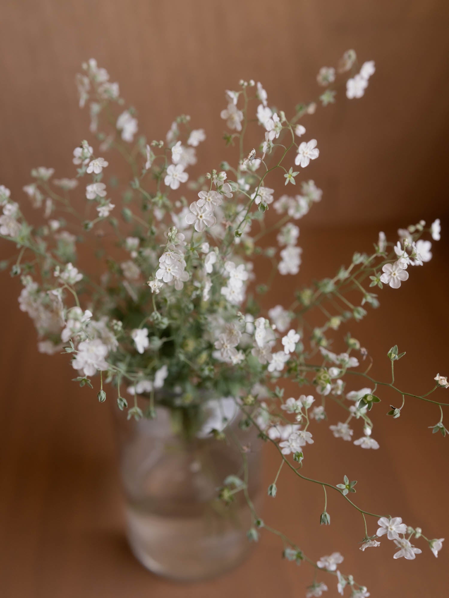 Forget Me Not - Argentine White