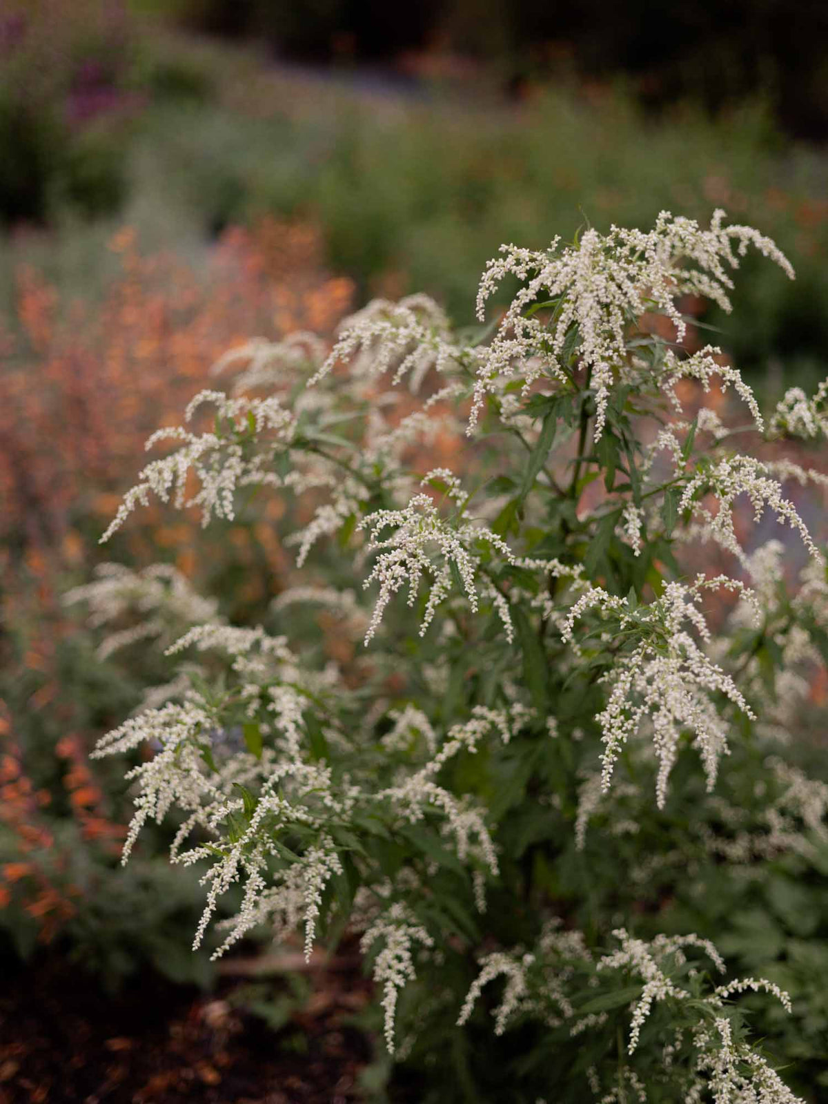 ARTEMISIA - lactiflora - PLANTS