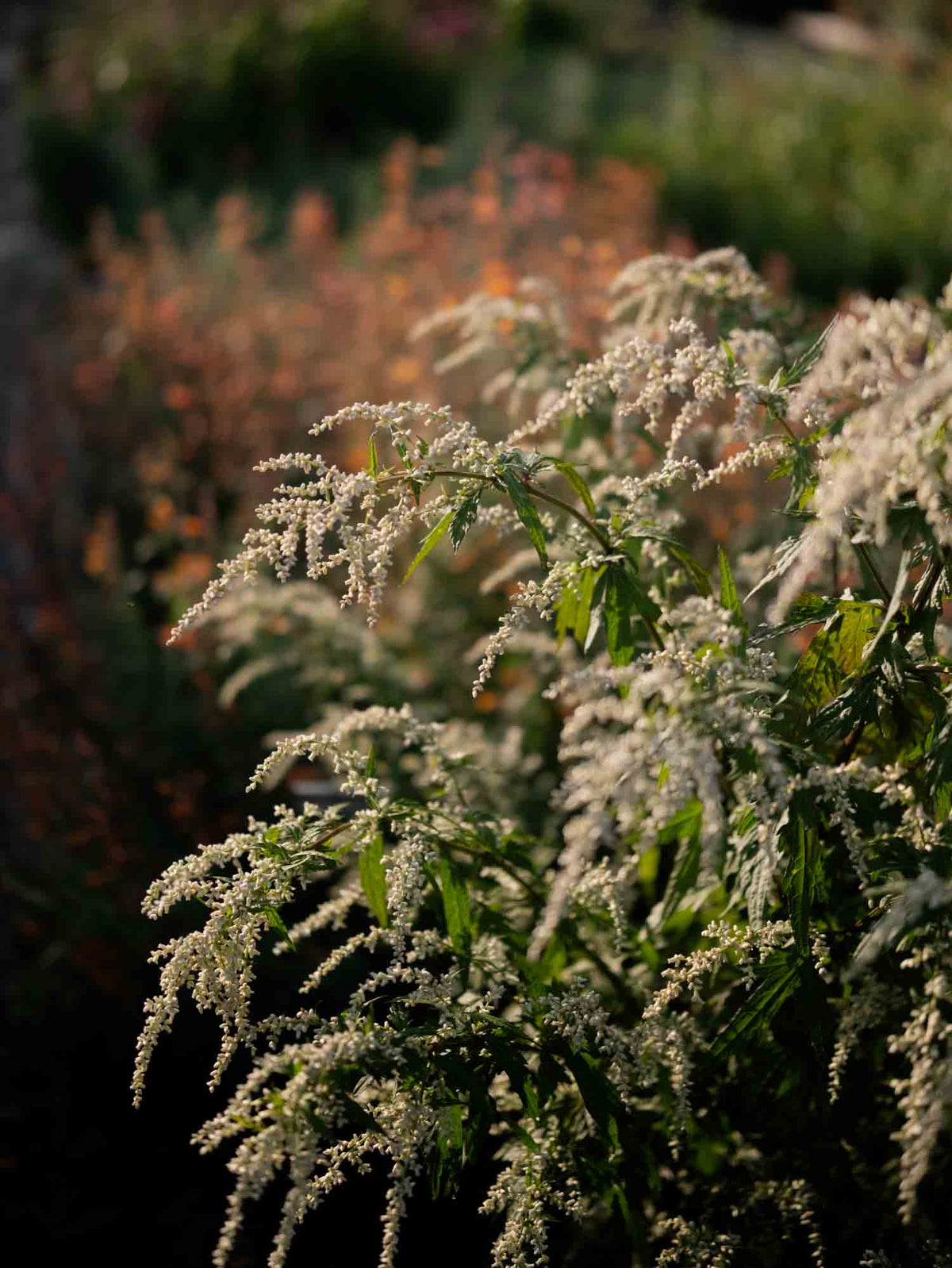 ARTEMISIA - lactiflora - PLANTS