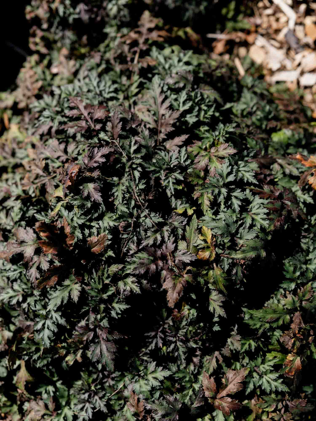 ARTEMISIA lactiflora  - Guizhou - PLANTS