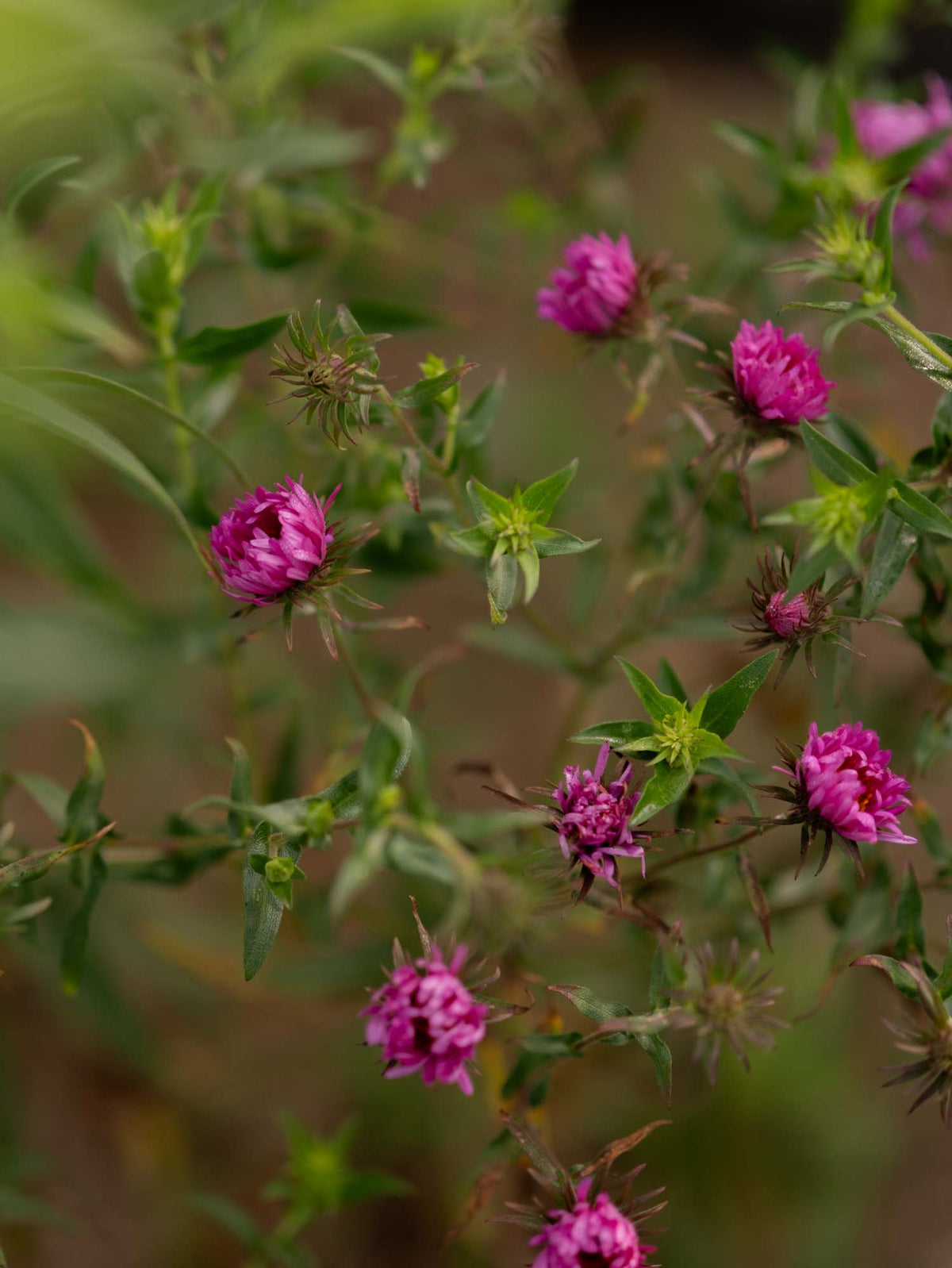 ASTER - novae-angliae - PLANTS
