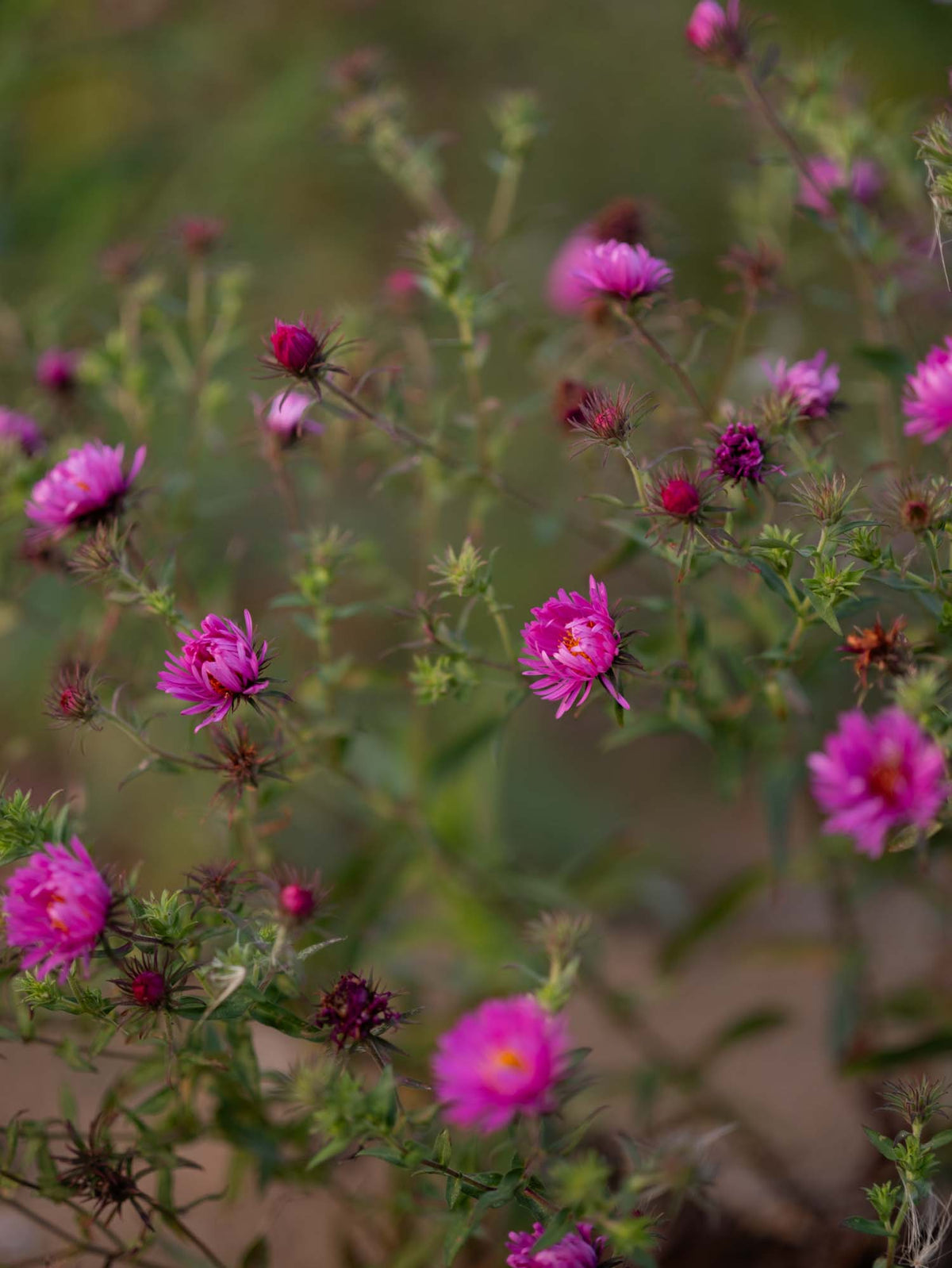 ASTER - novae-angliae - PLANTS