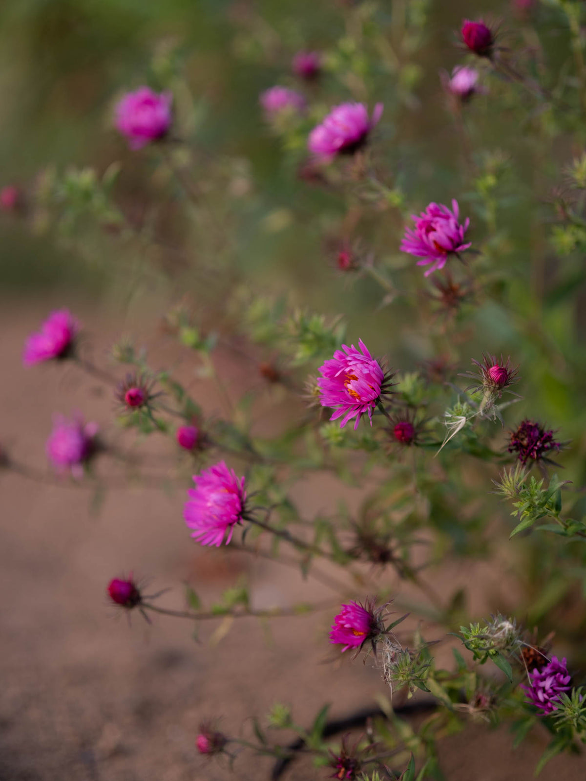 ASTER - novae-angliae - PLANTS