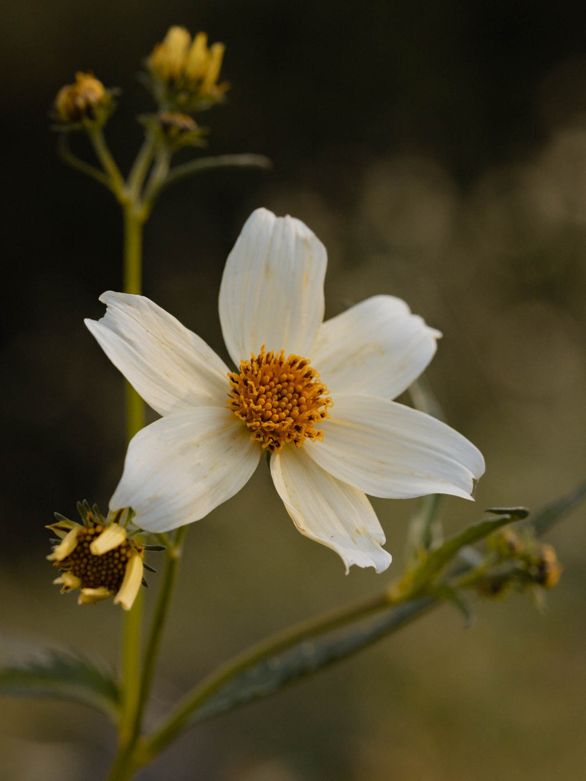 BIDENS - aurea - PLANTS