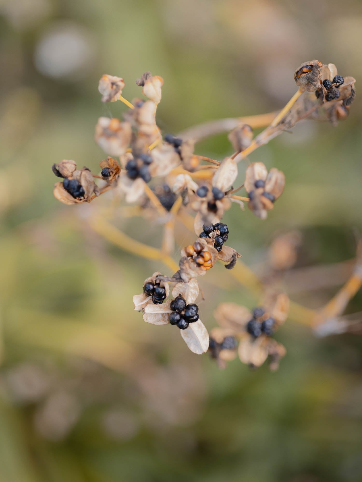 IRIS domestica - Blackberry Lily - PLANTS