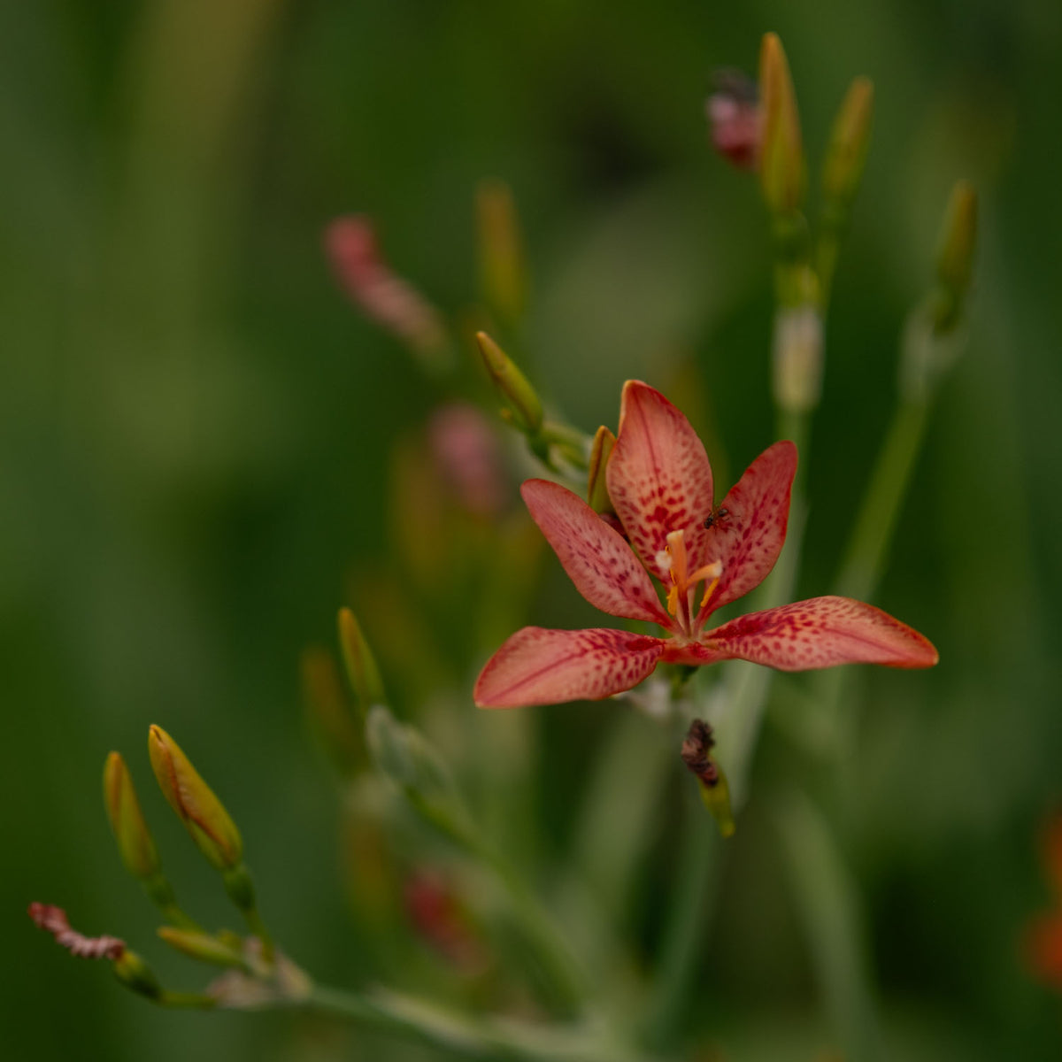 IRIS domestica - Blackberry Lily