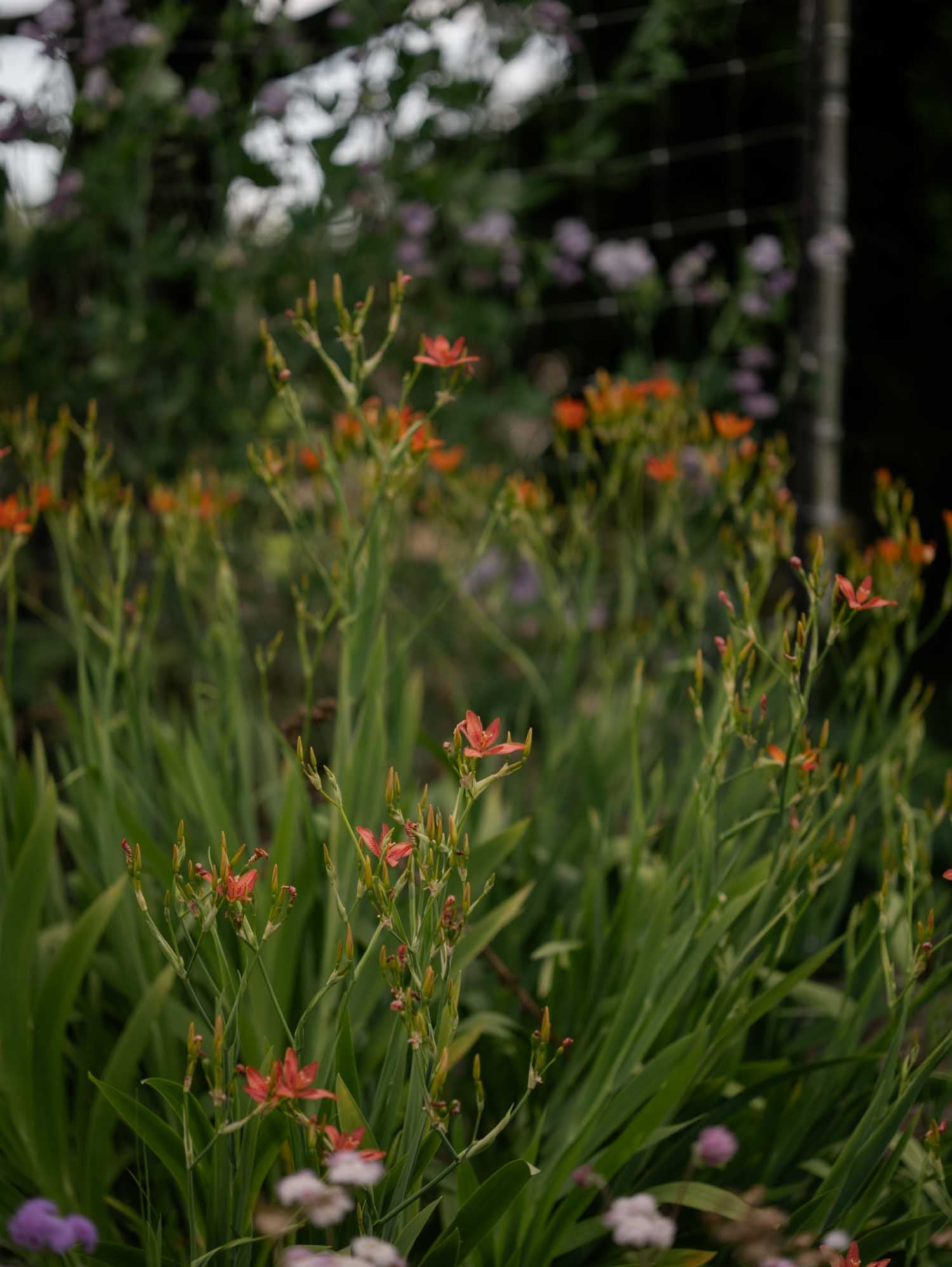 IRIS domestica - Blackberry Lily - PLANTS