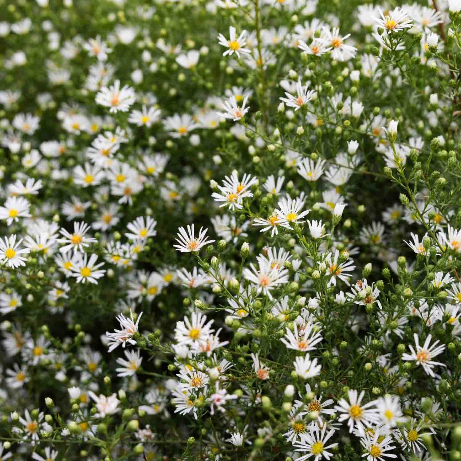 BOLTONIA - White - PLANTS