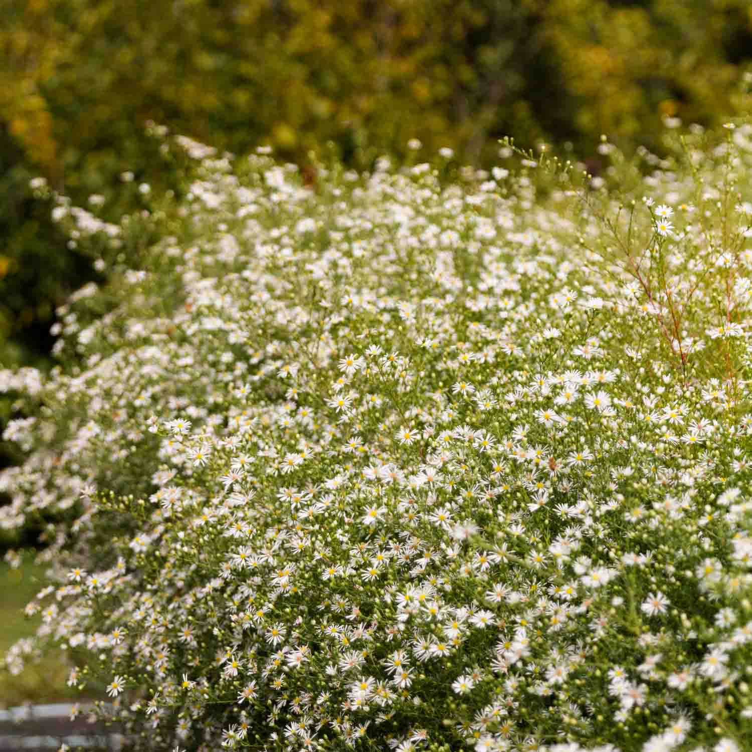 BOLTONIA - White - PLANTS