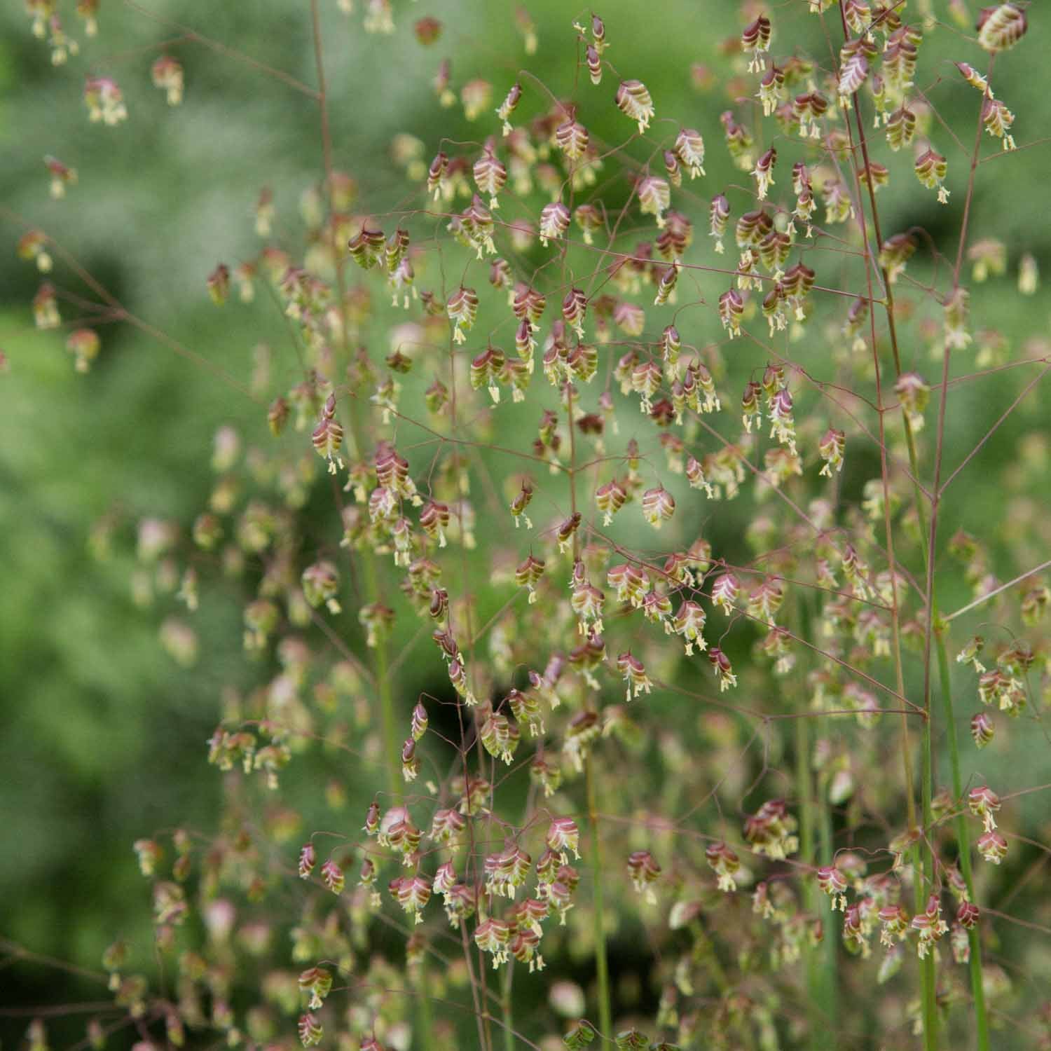 BRIZA - Baby Quaking Grass - PLANTS