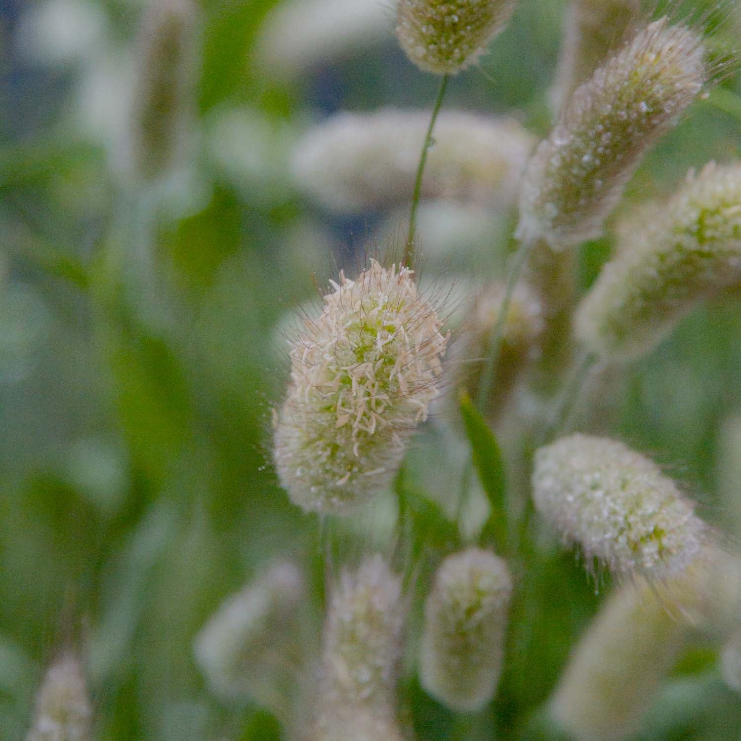 BUNNY TAIL GRASS - PLANTS