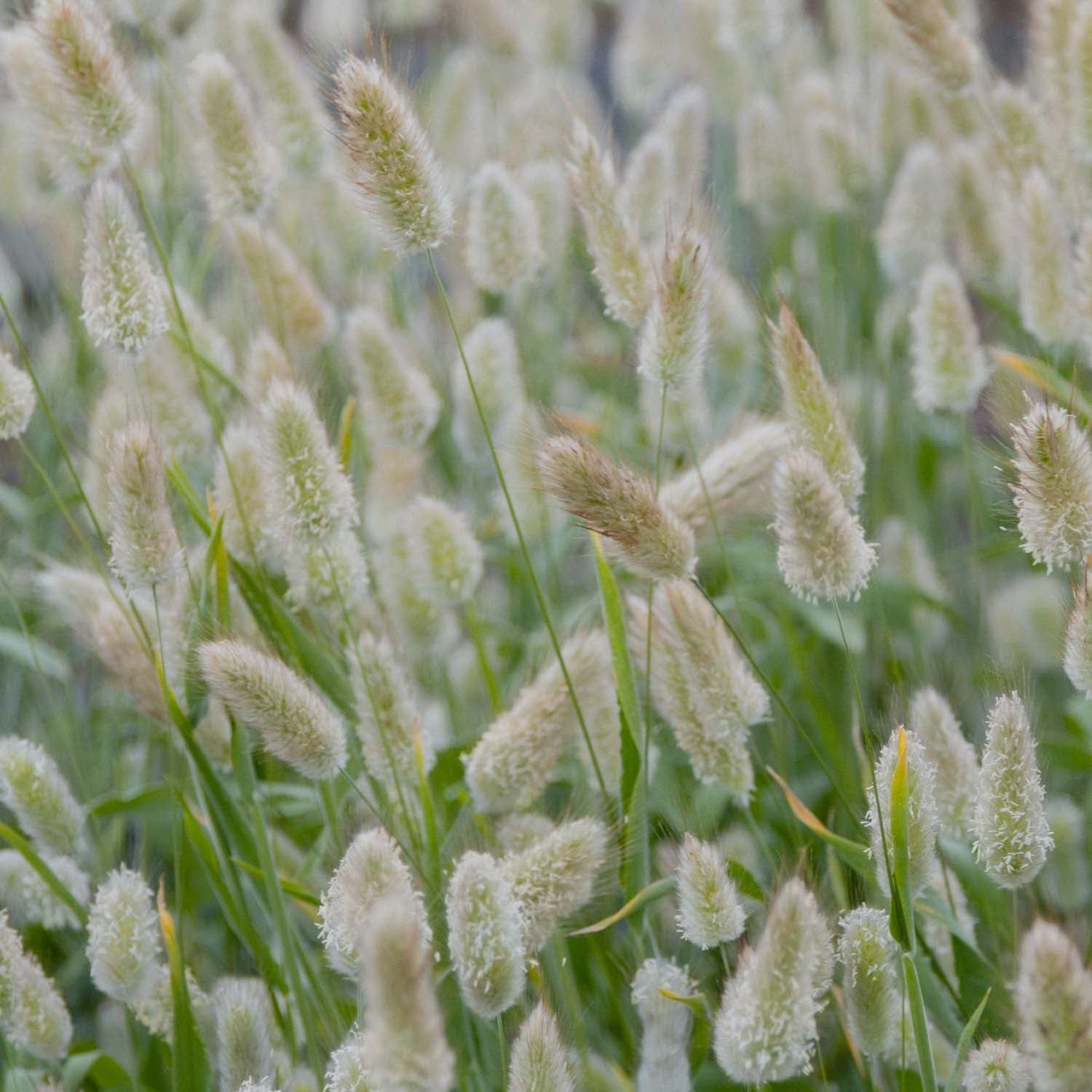 BUNNY TAIL GRASS - PLANTS