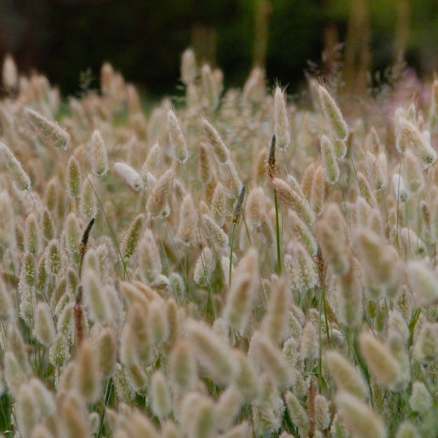 BUNNY TAIL GRASS - PLANTS