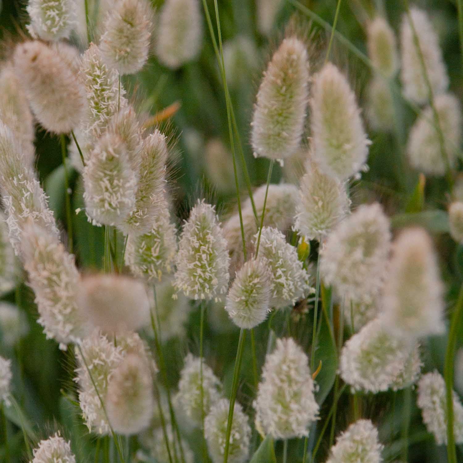 BUNNY TAIL GRASS - PLANTS