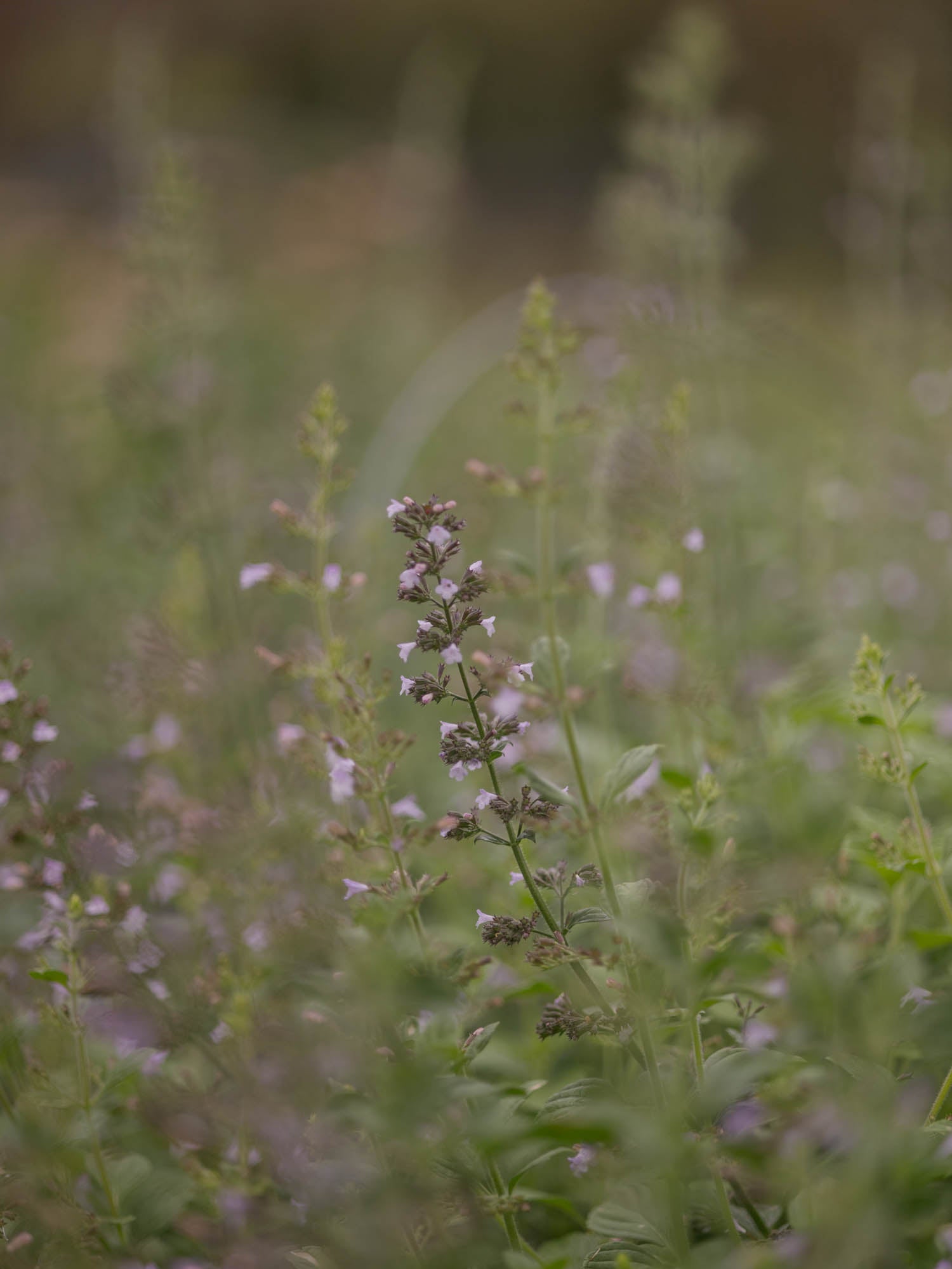 CALAMINTHA nepeta- PLANTS